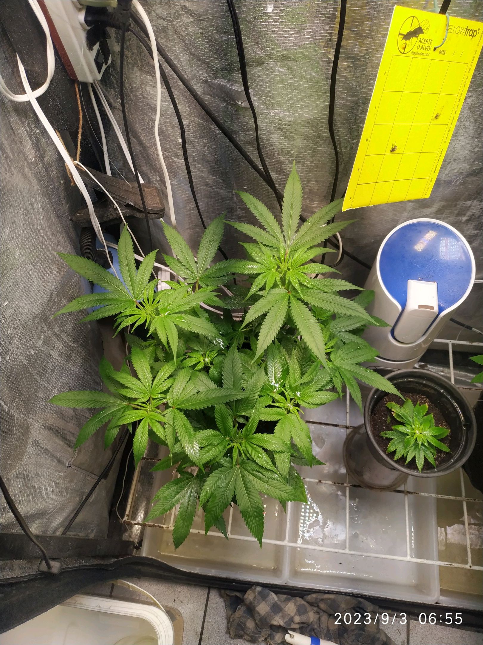 Jaqueline growlog photo 165
