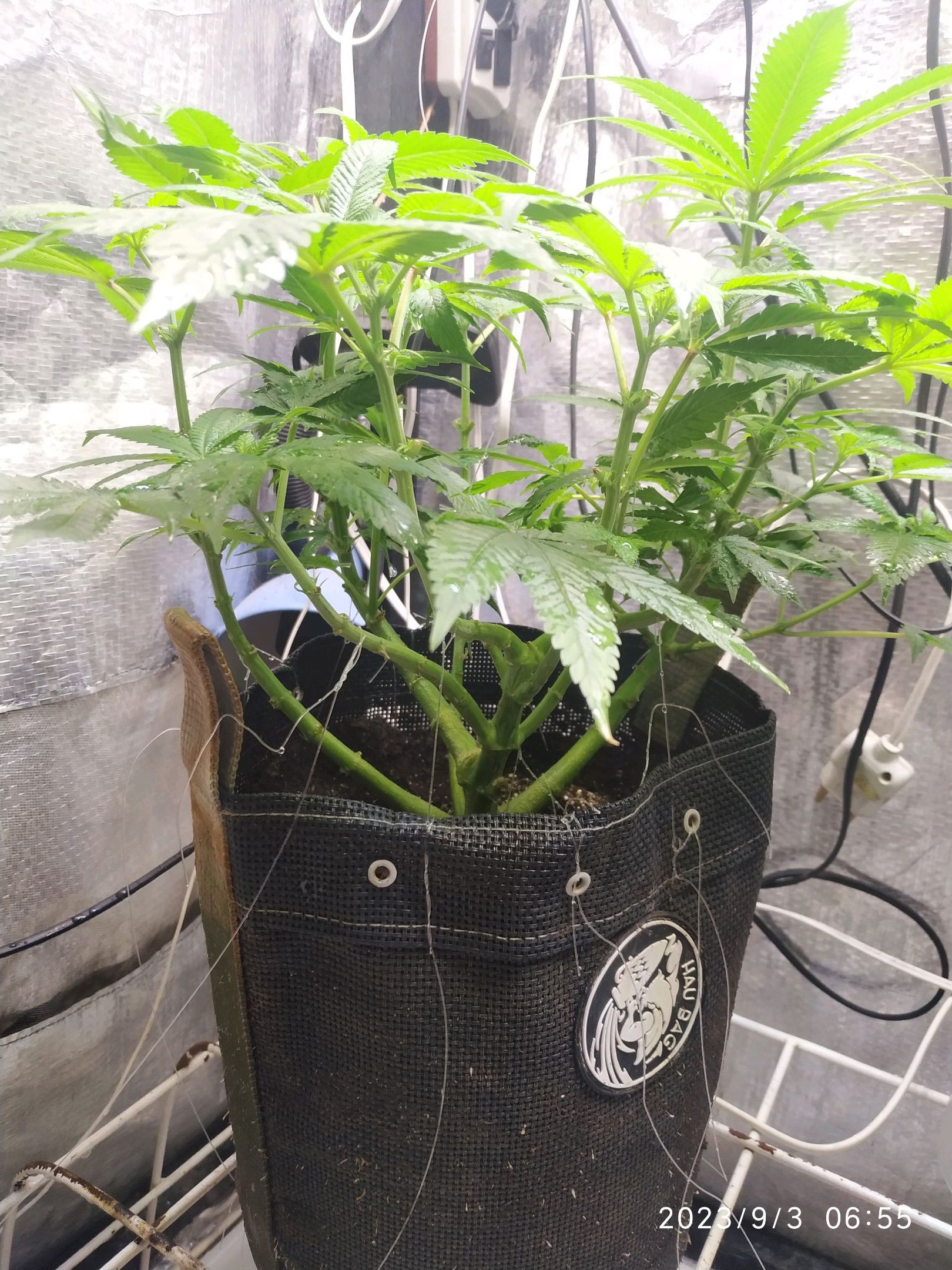 Jaqueline growlog photo 166