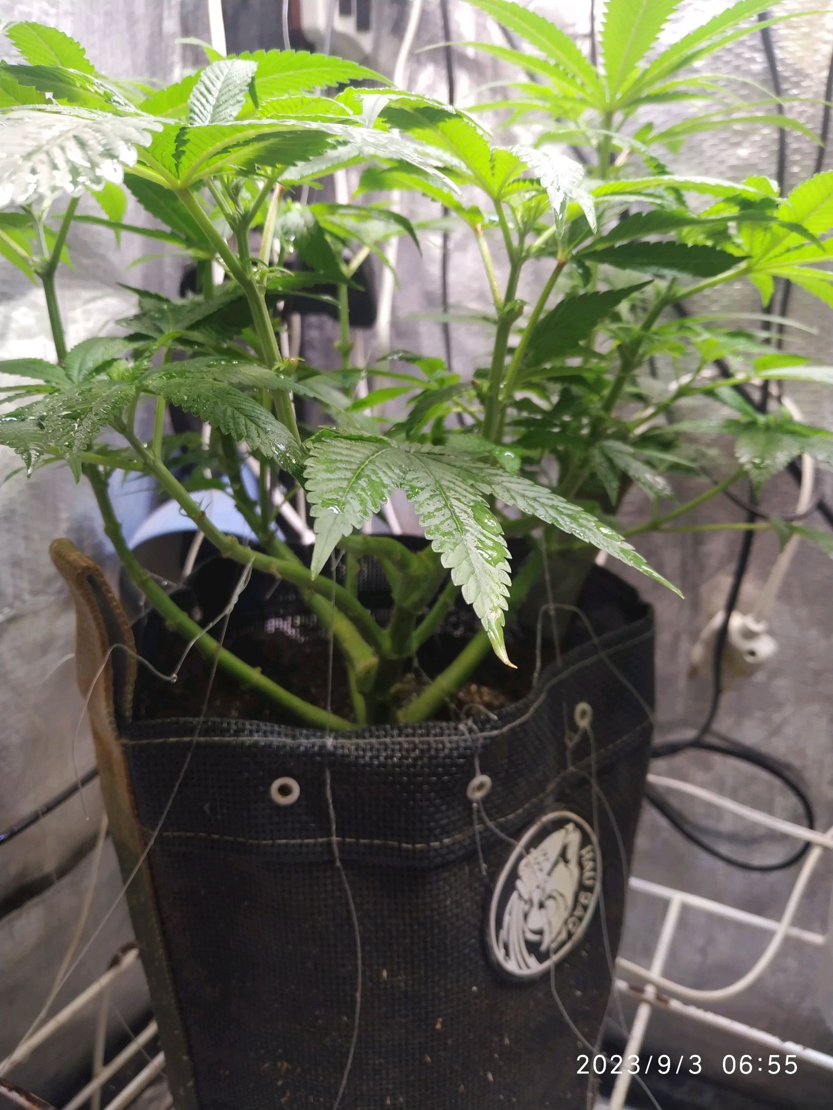 Jaqueline growlog photo 167