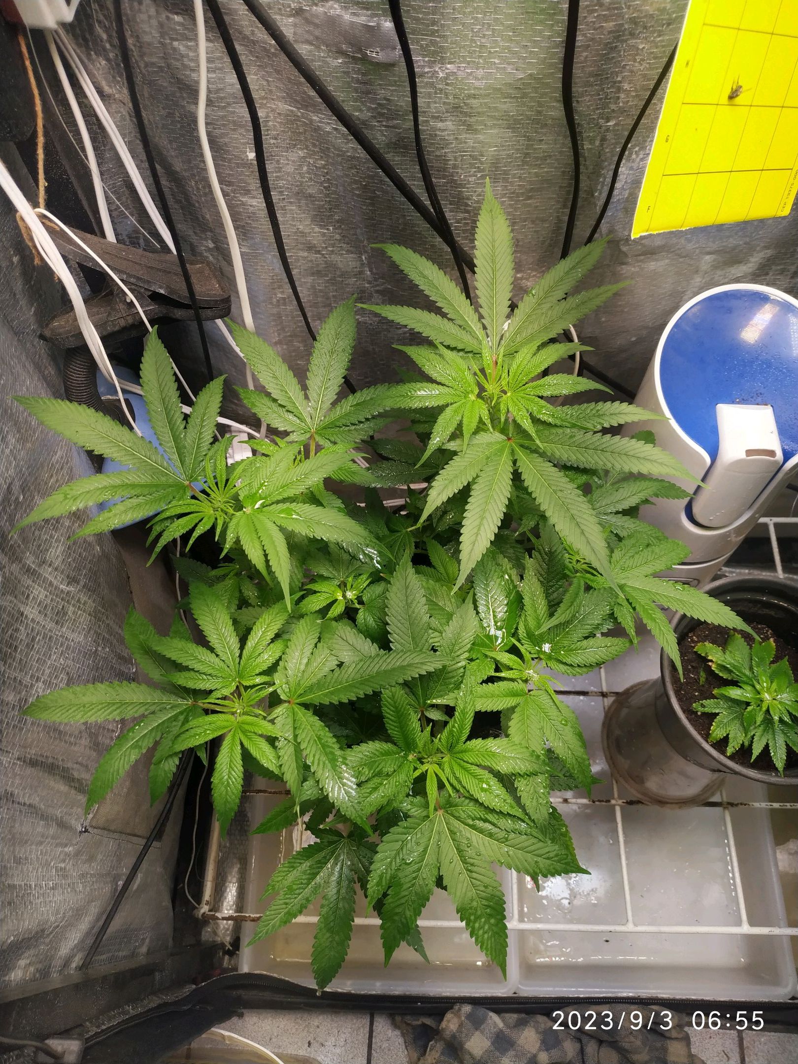 Jaqueline growlog photo 168