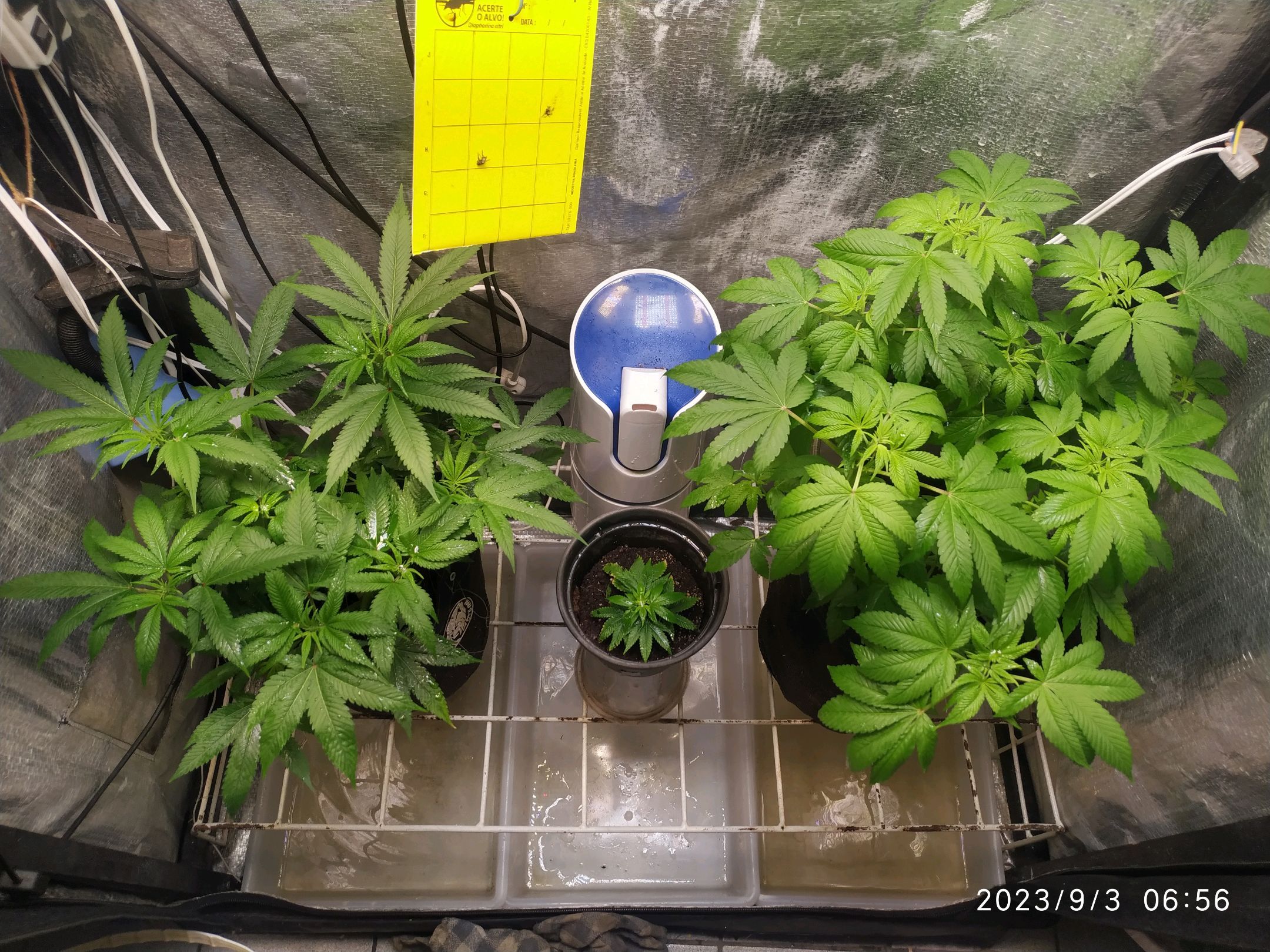 Jaqueline growlog photo 170