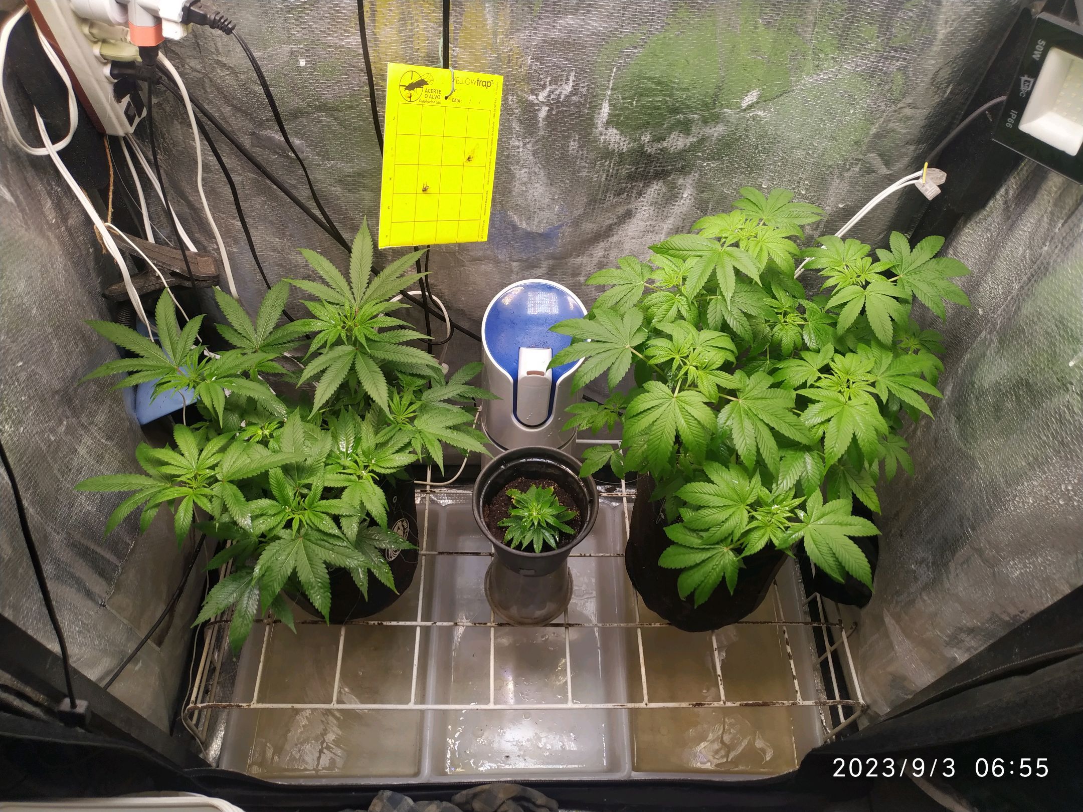 Jaqueline growlog photo 169