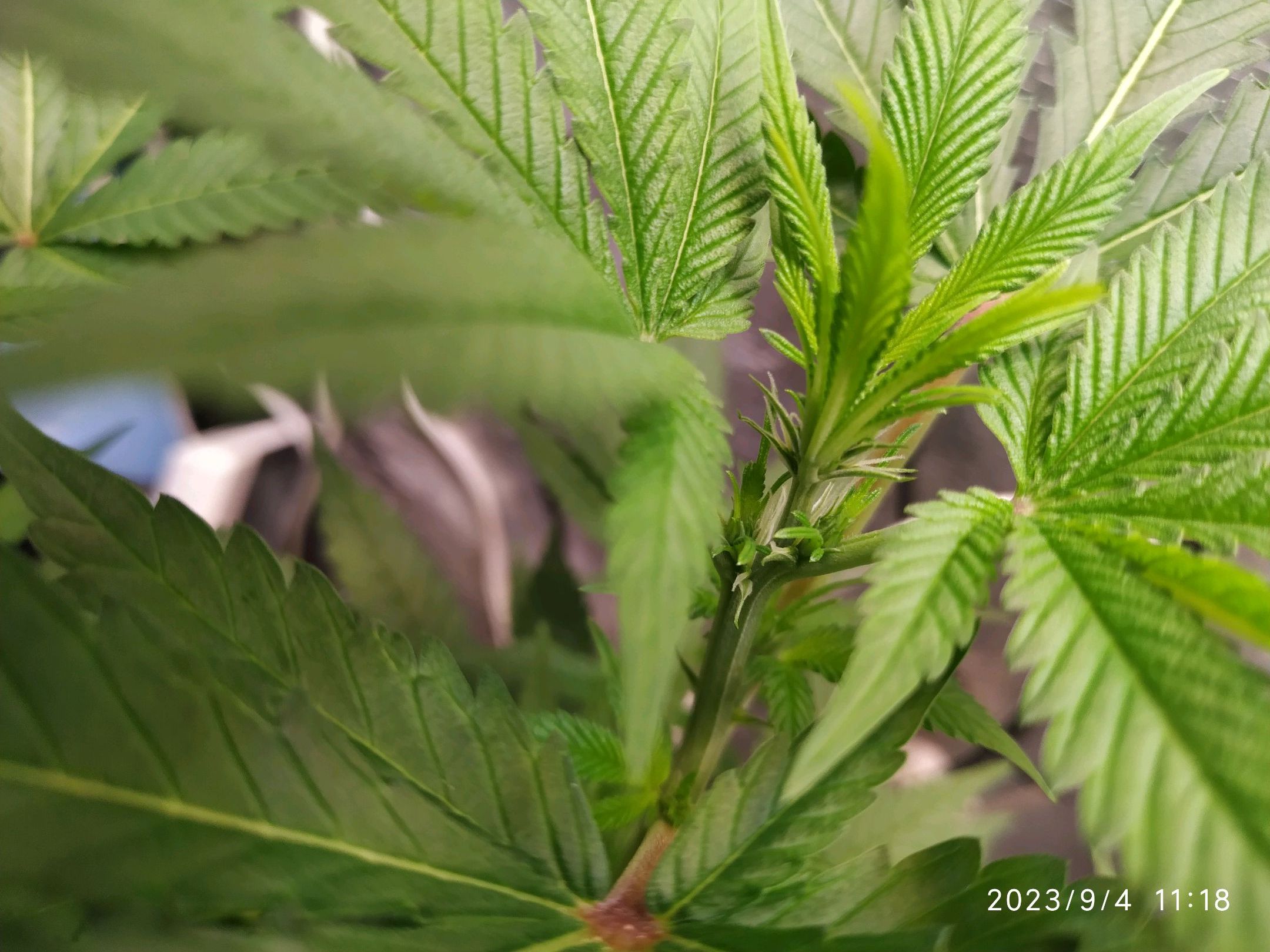 Jaqueline growlog photo 171