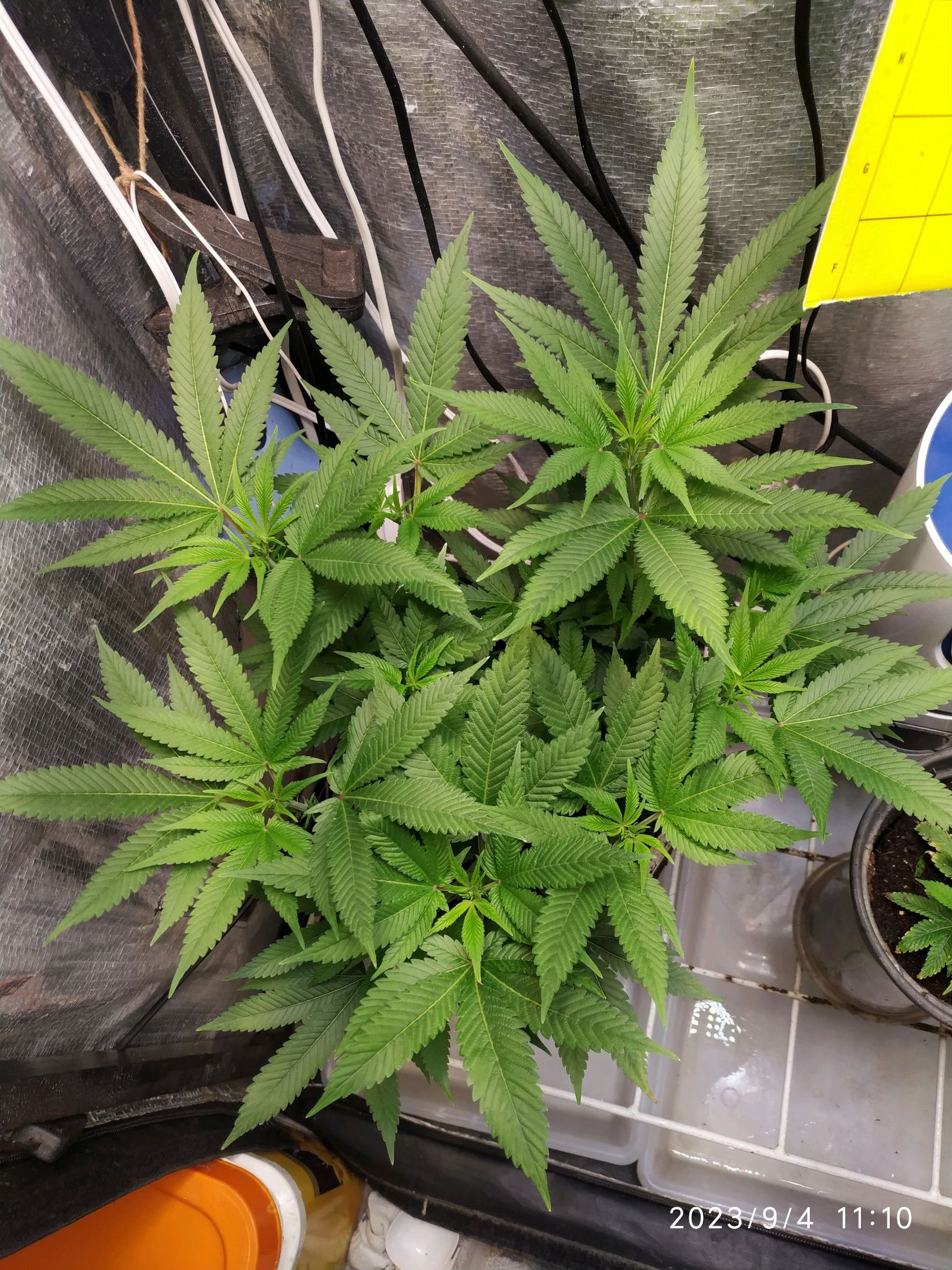 Jaqueline growlog photo 173