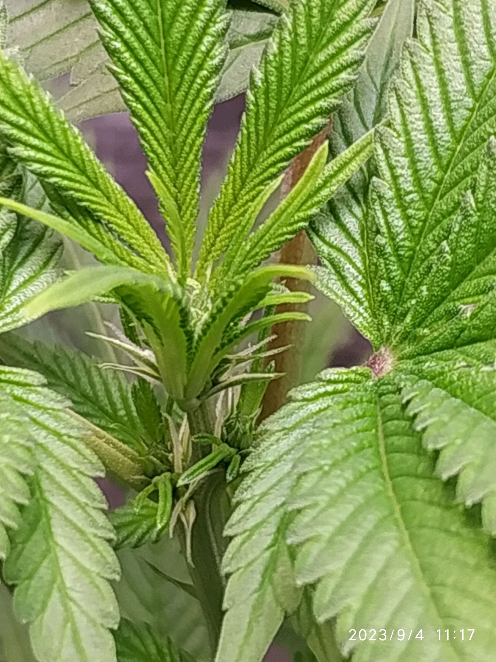 Jaqueline growlog photo 174