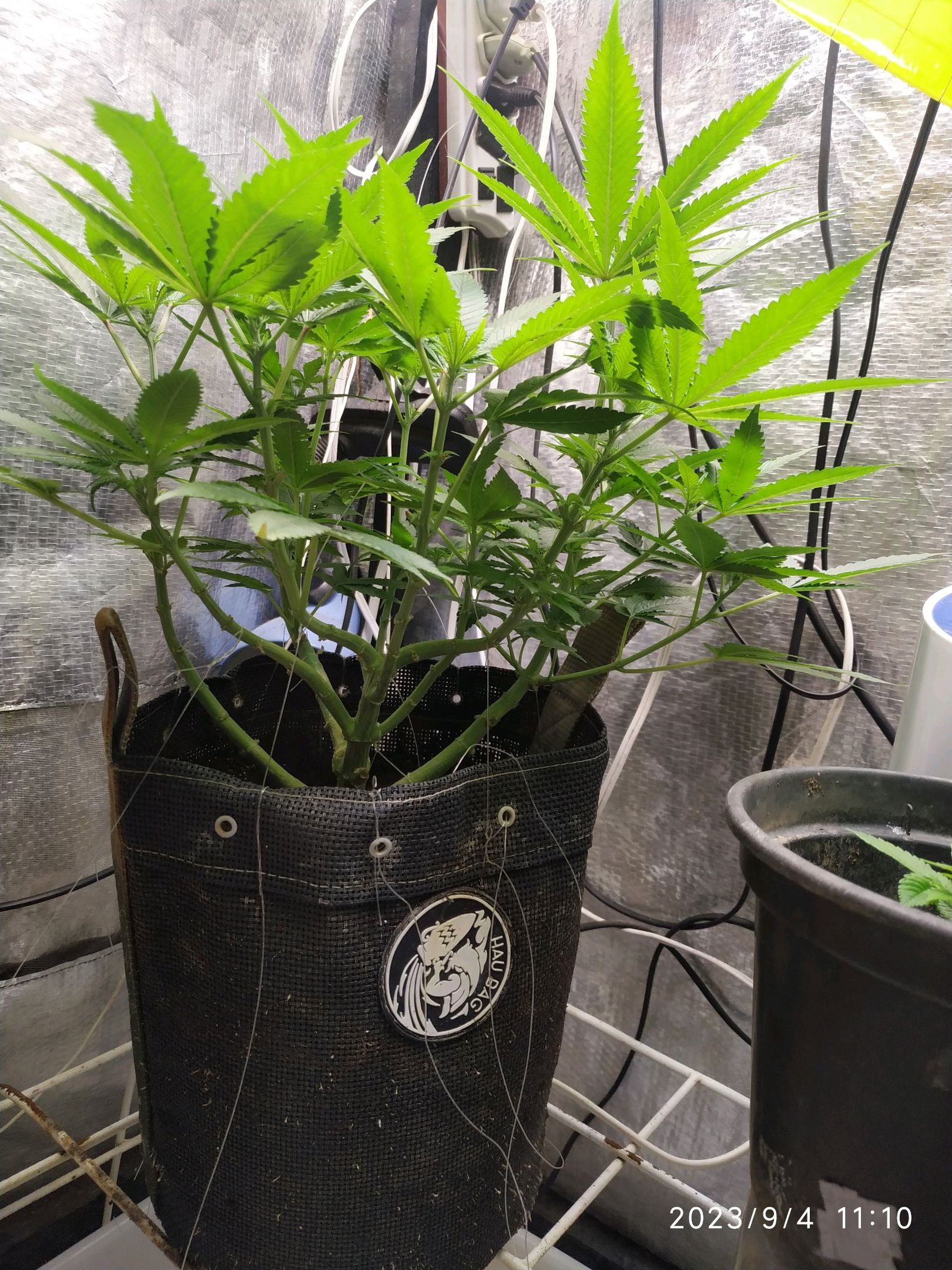 Jaqueline growlog photo 175