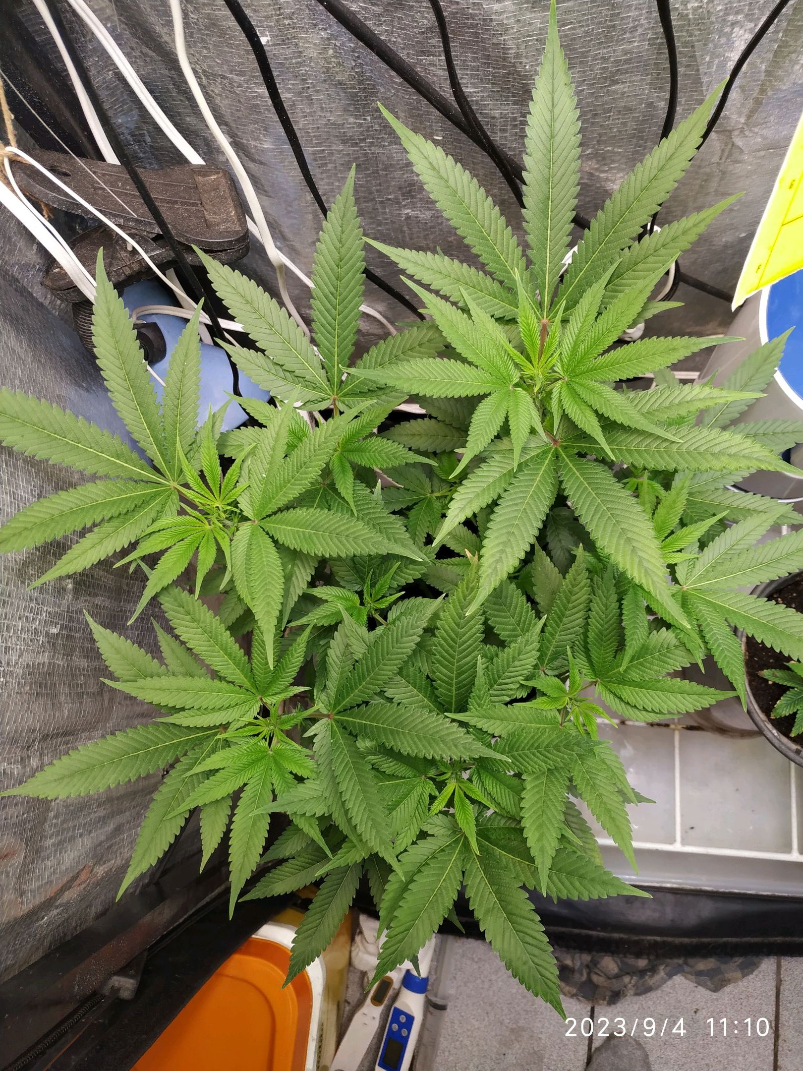 Jaqueline growlog photo 177