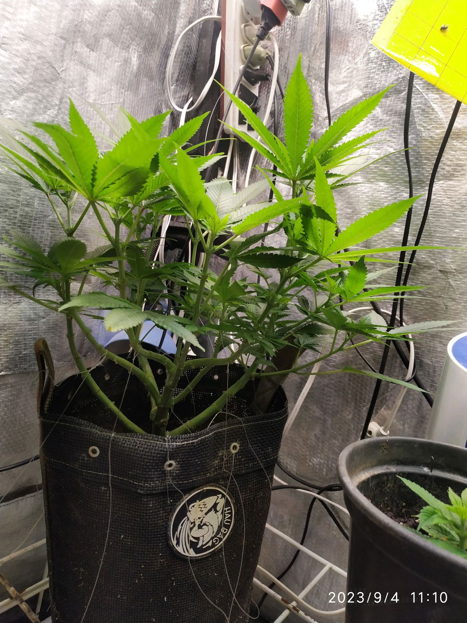 Jaqueline growlog photo 178