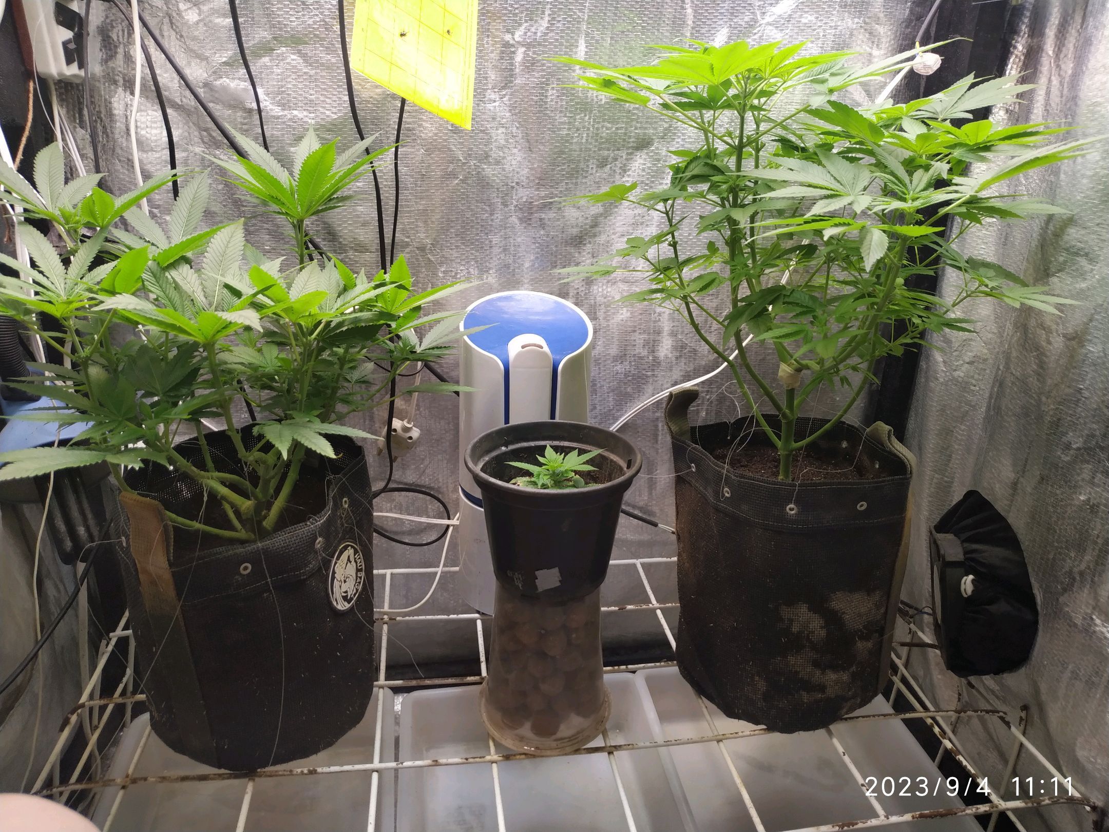 Jaqueline growlog photo 172