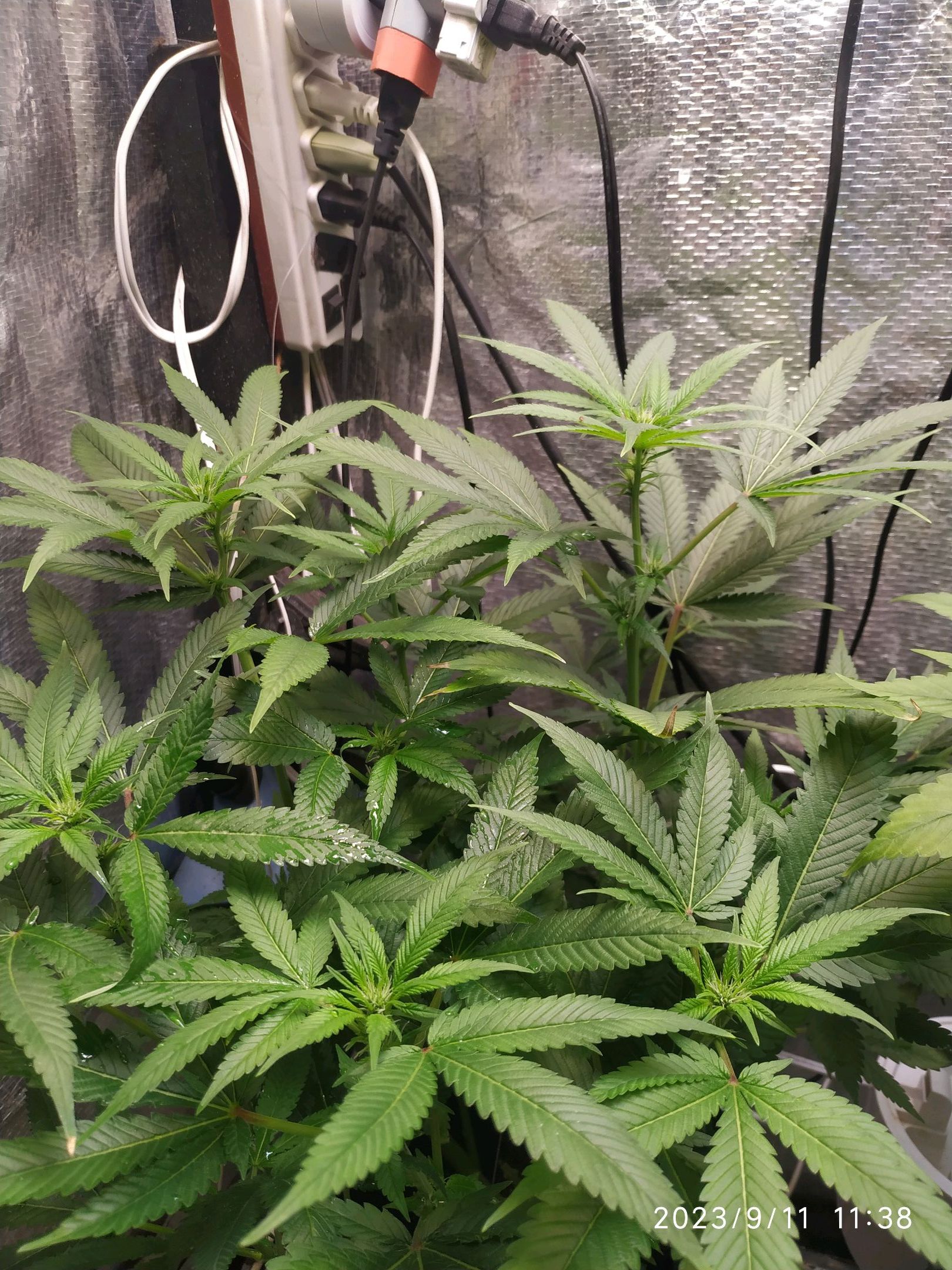 Jaqueline growlog photo 179