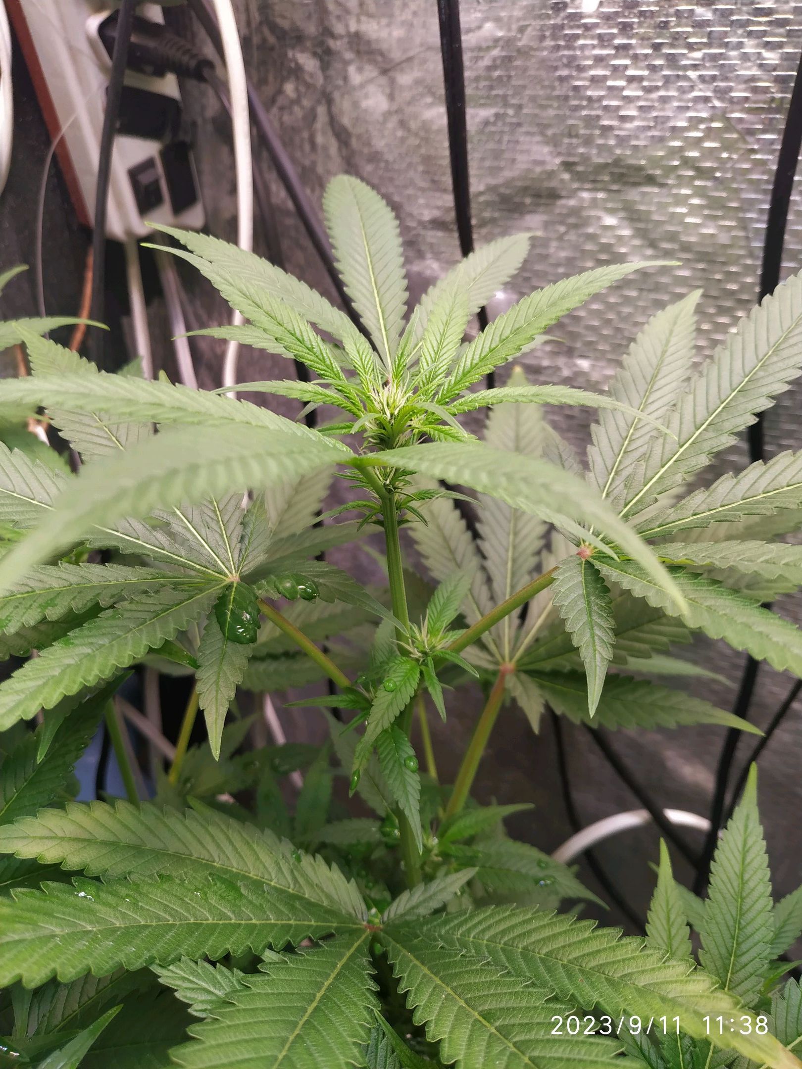 Jaqueline growlog photo 182