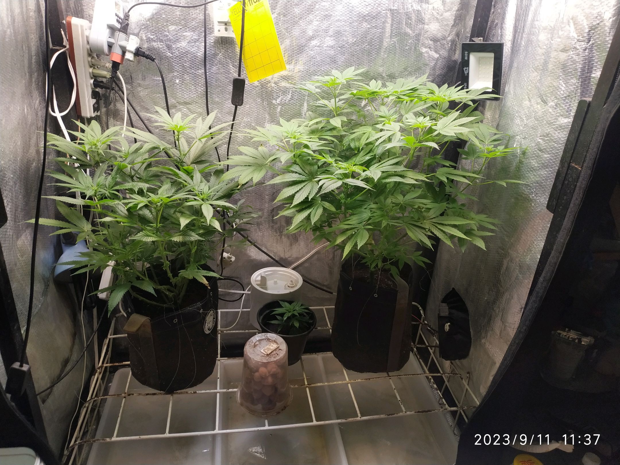 Jaqueline growlog photo 180
