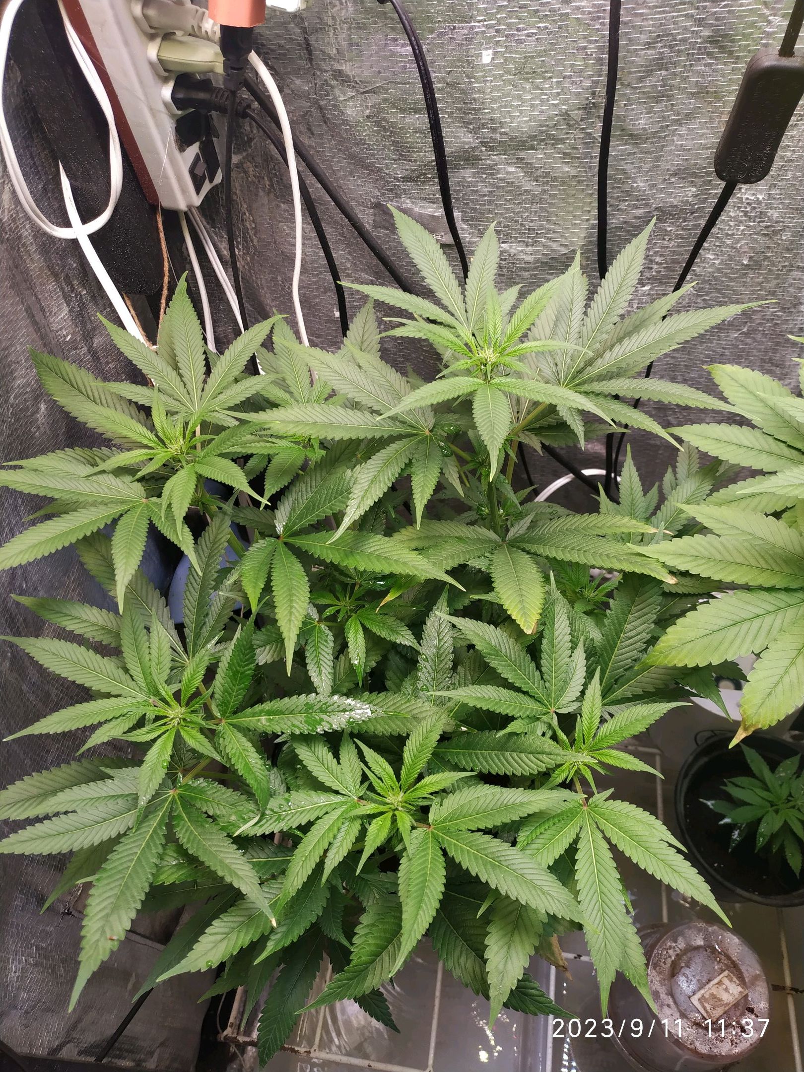 Jaqueline growlog photo 183