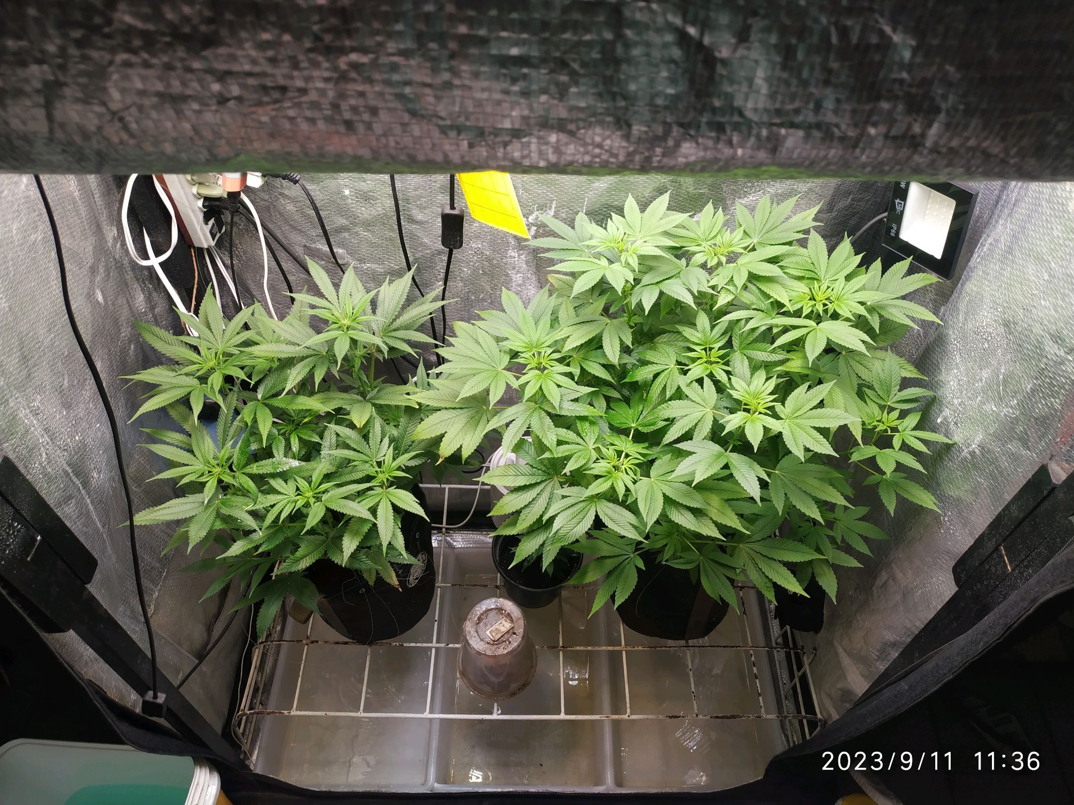 Jaqueline growlog photo 184