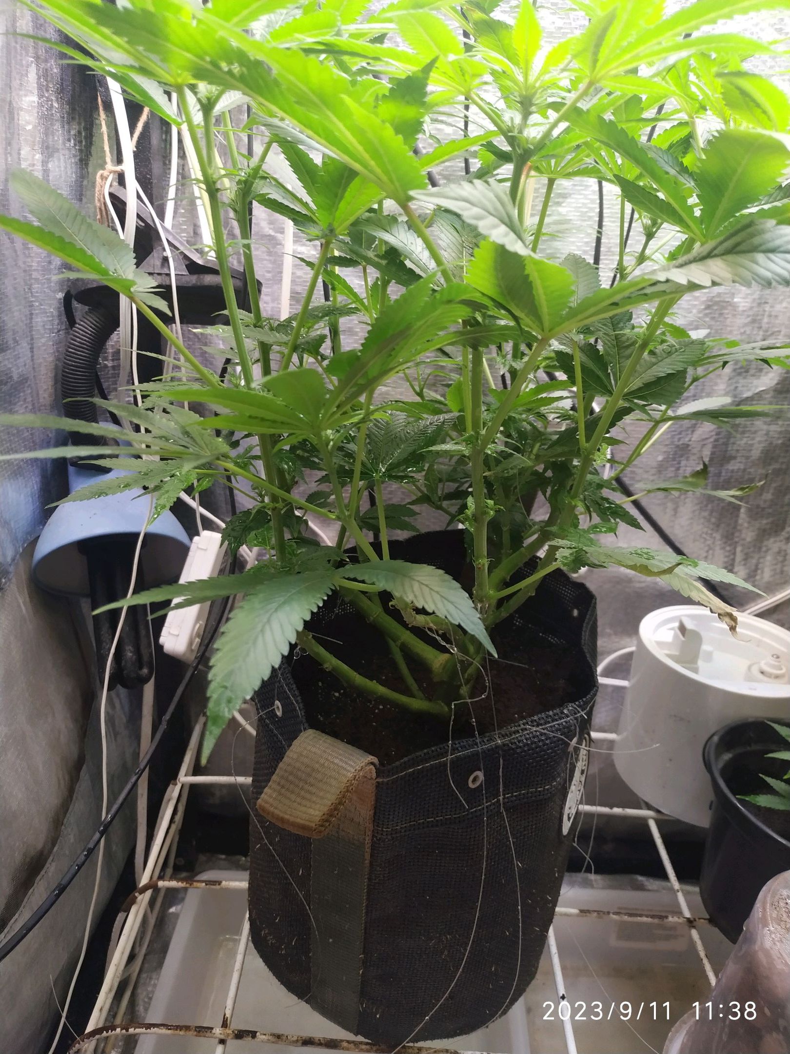 Jaqueline growlog photo 185