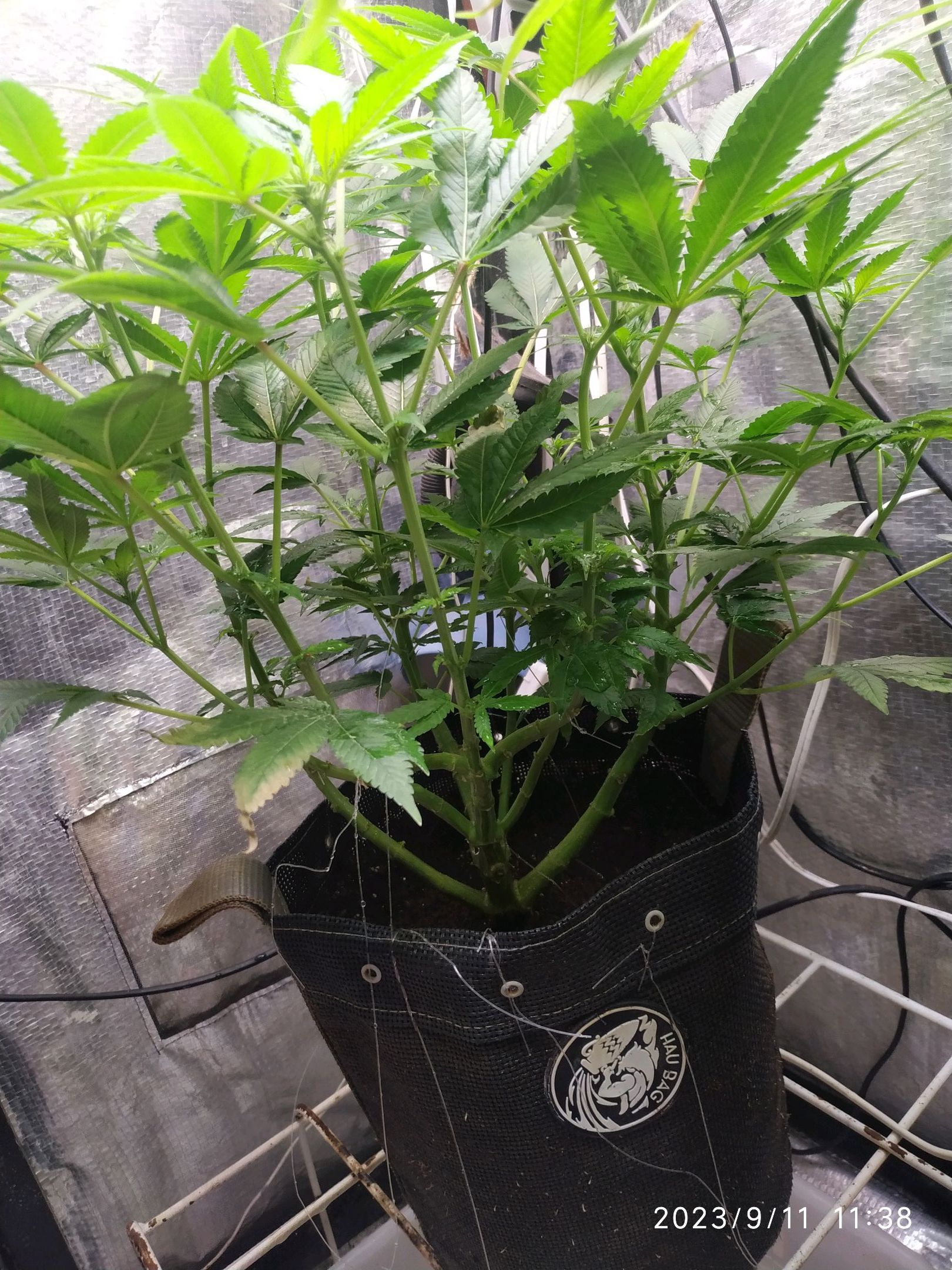 Jaqueline growlog photo 186