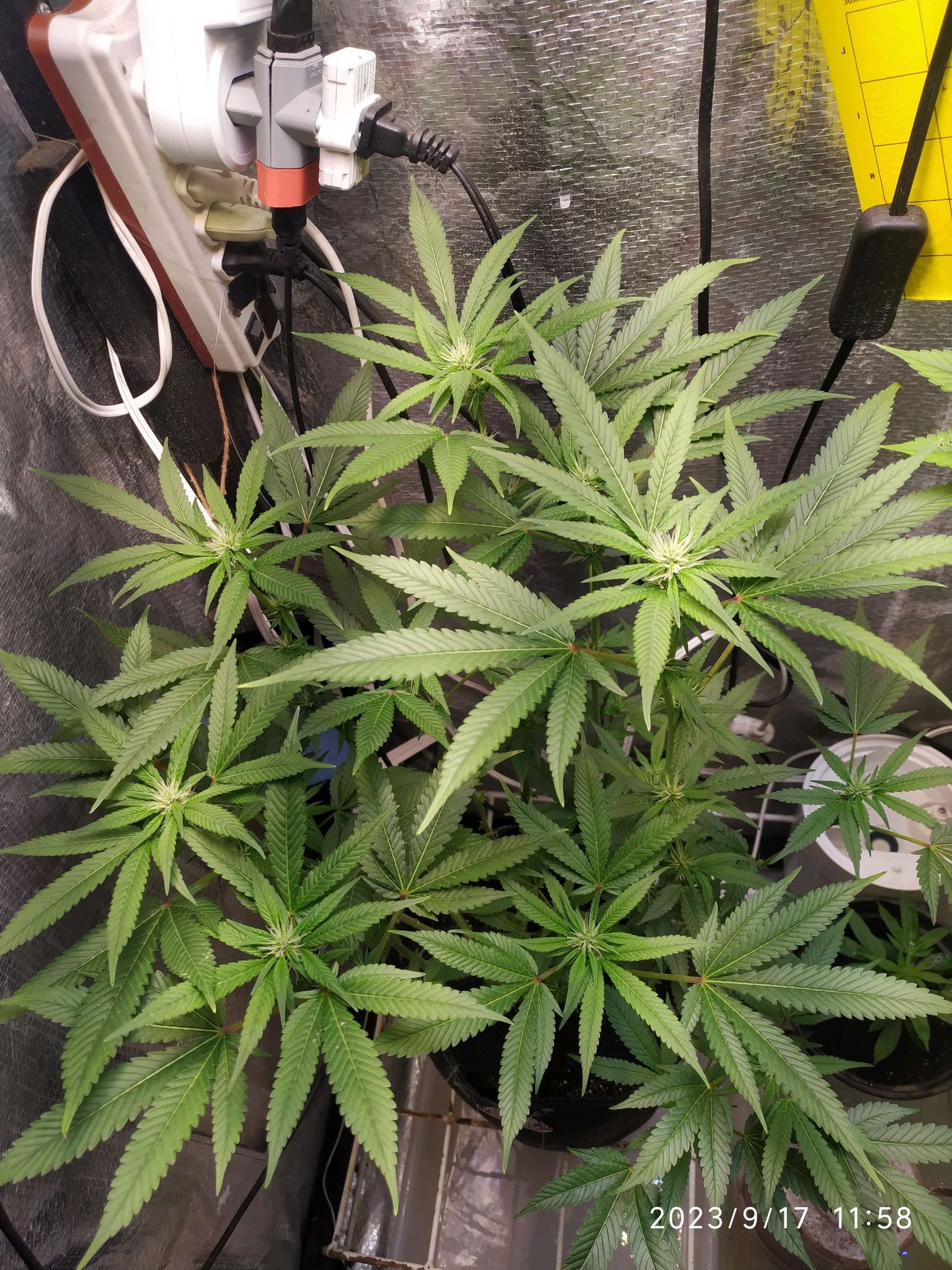 Jaqueline growlog photo 187