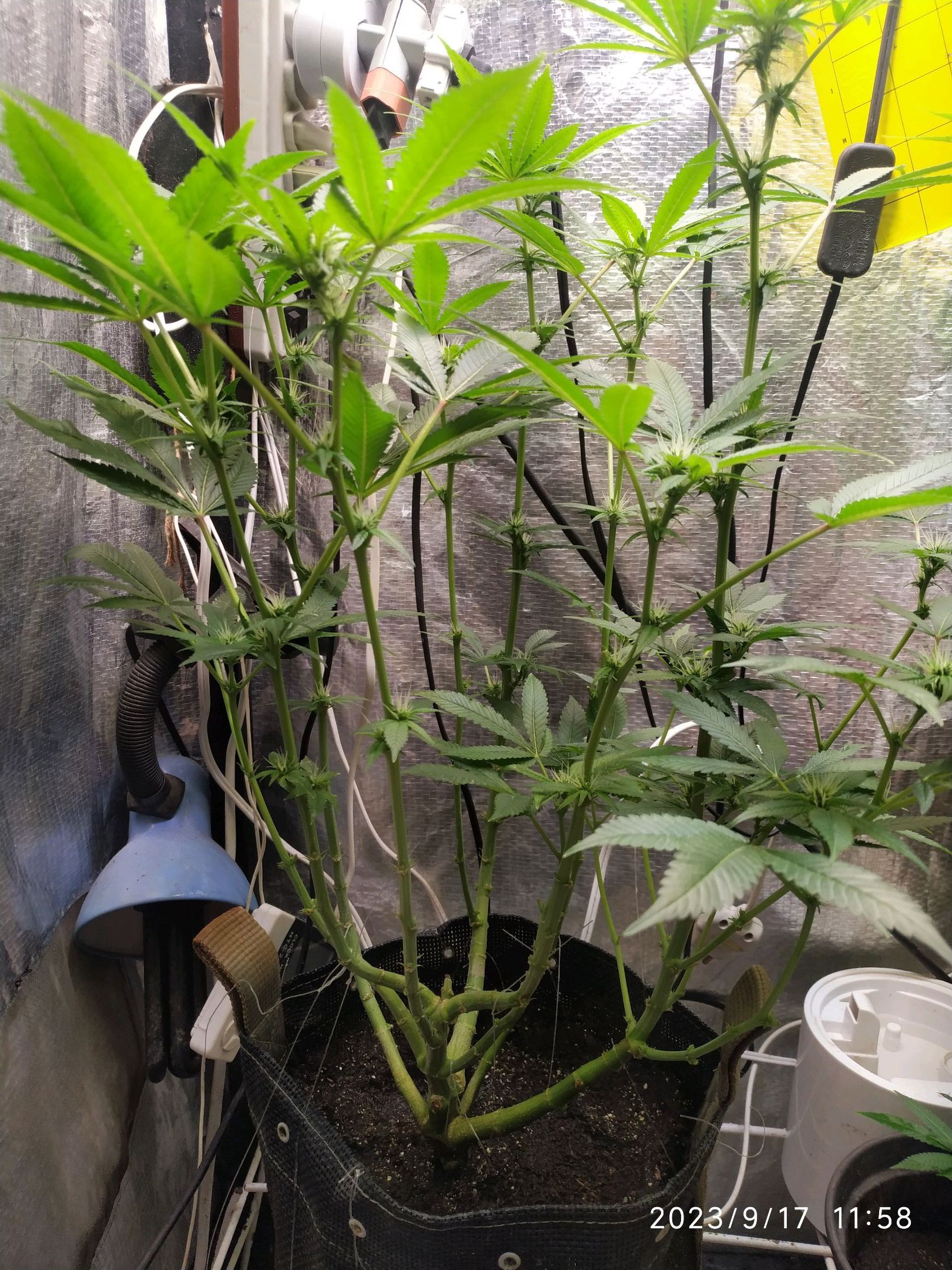 Jaqueline growlog photo 188