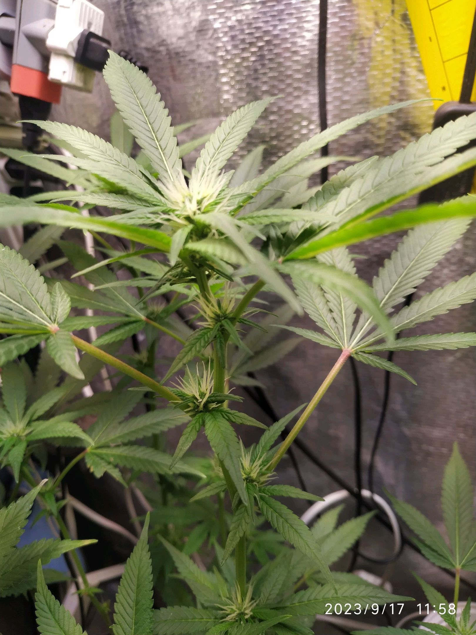 Jaqueline growlog photo 189