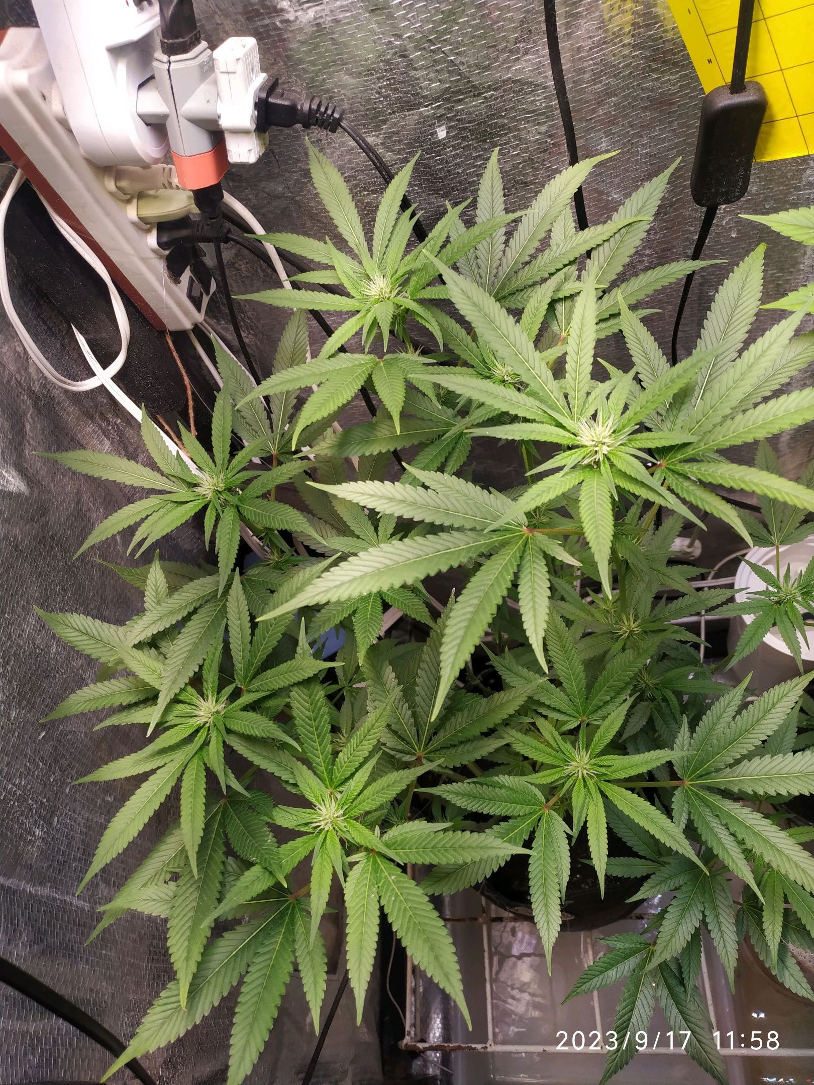 Jaqueline growlog photo 190