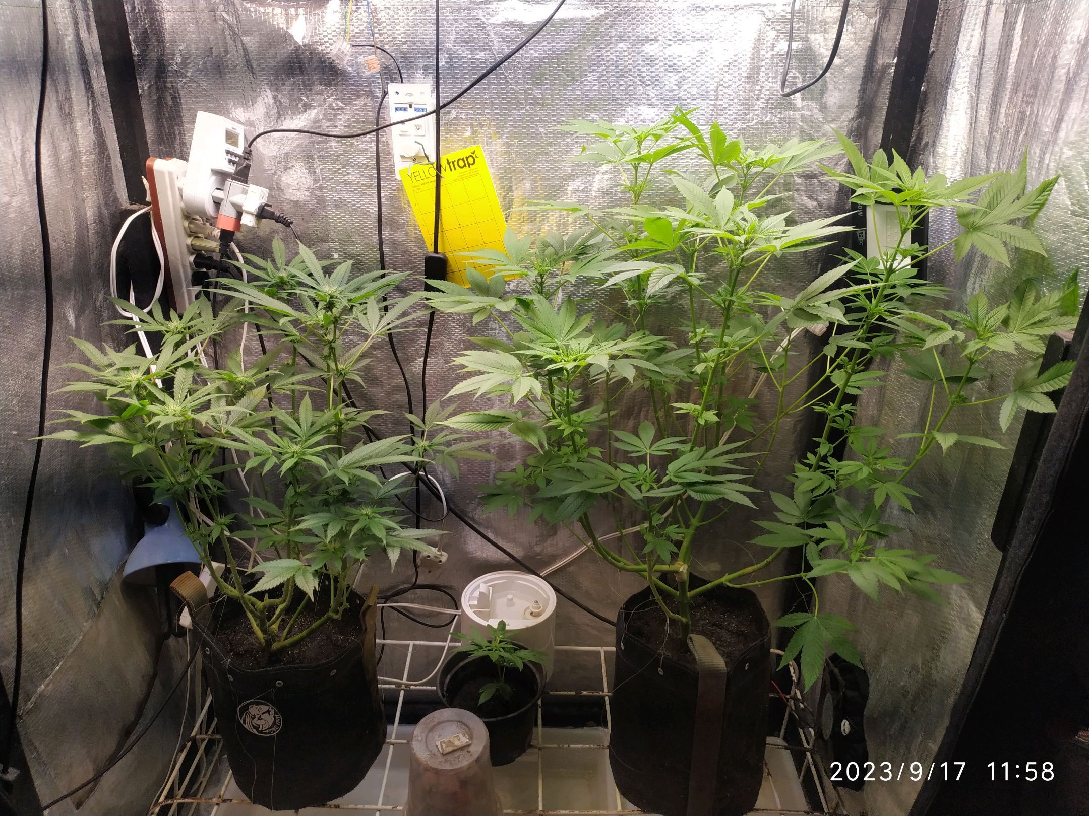 Jaqueline growlog photo 191