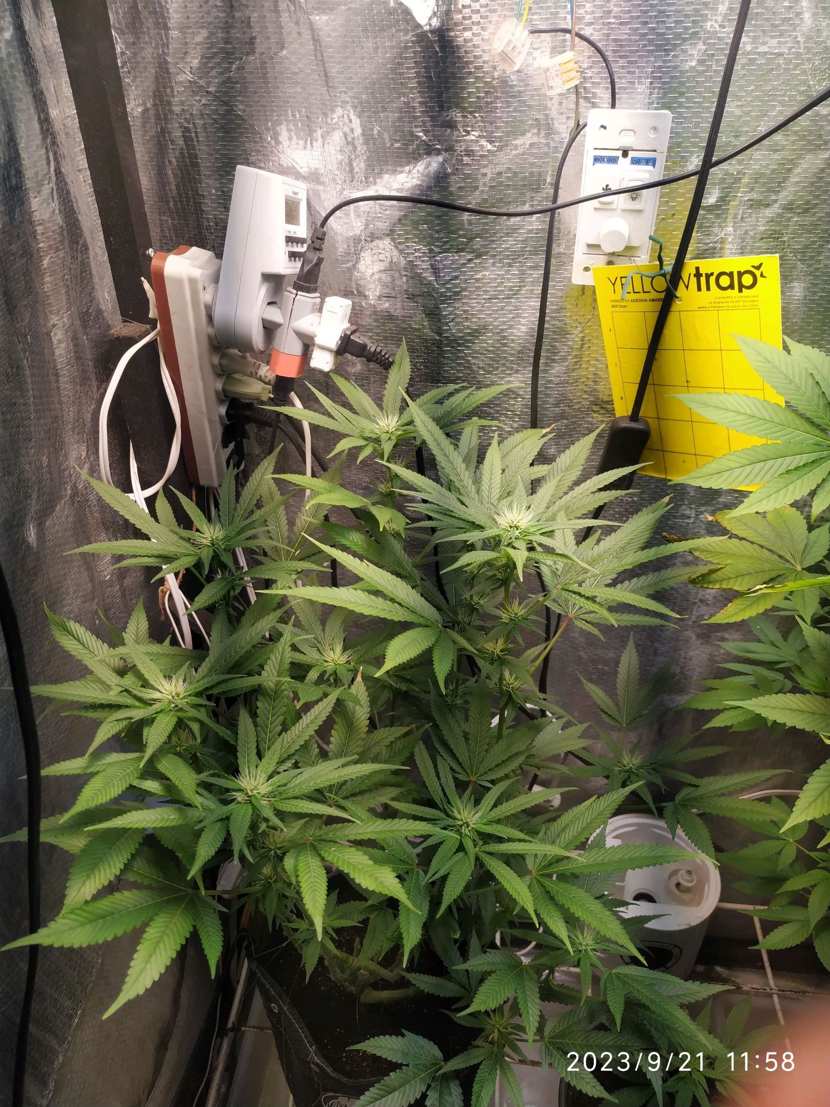 Jaqueline growlog photo 192