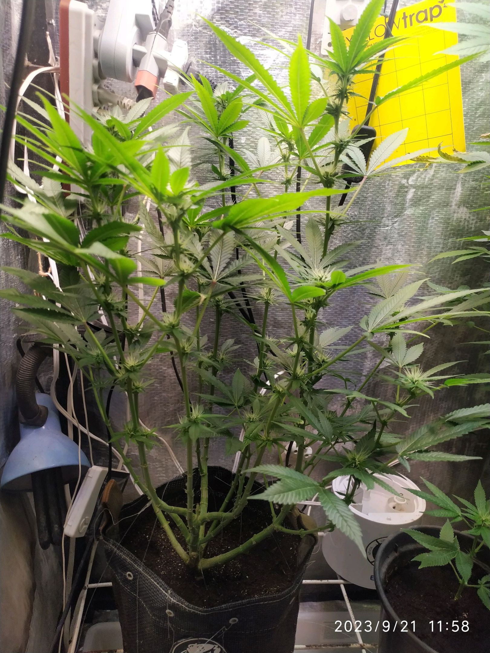 Jaqueline growlog photo 195