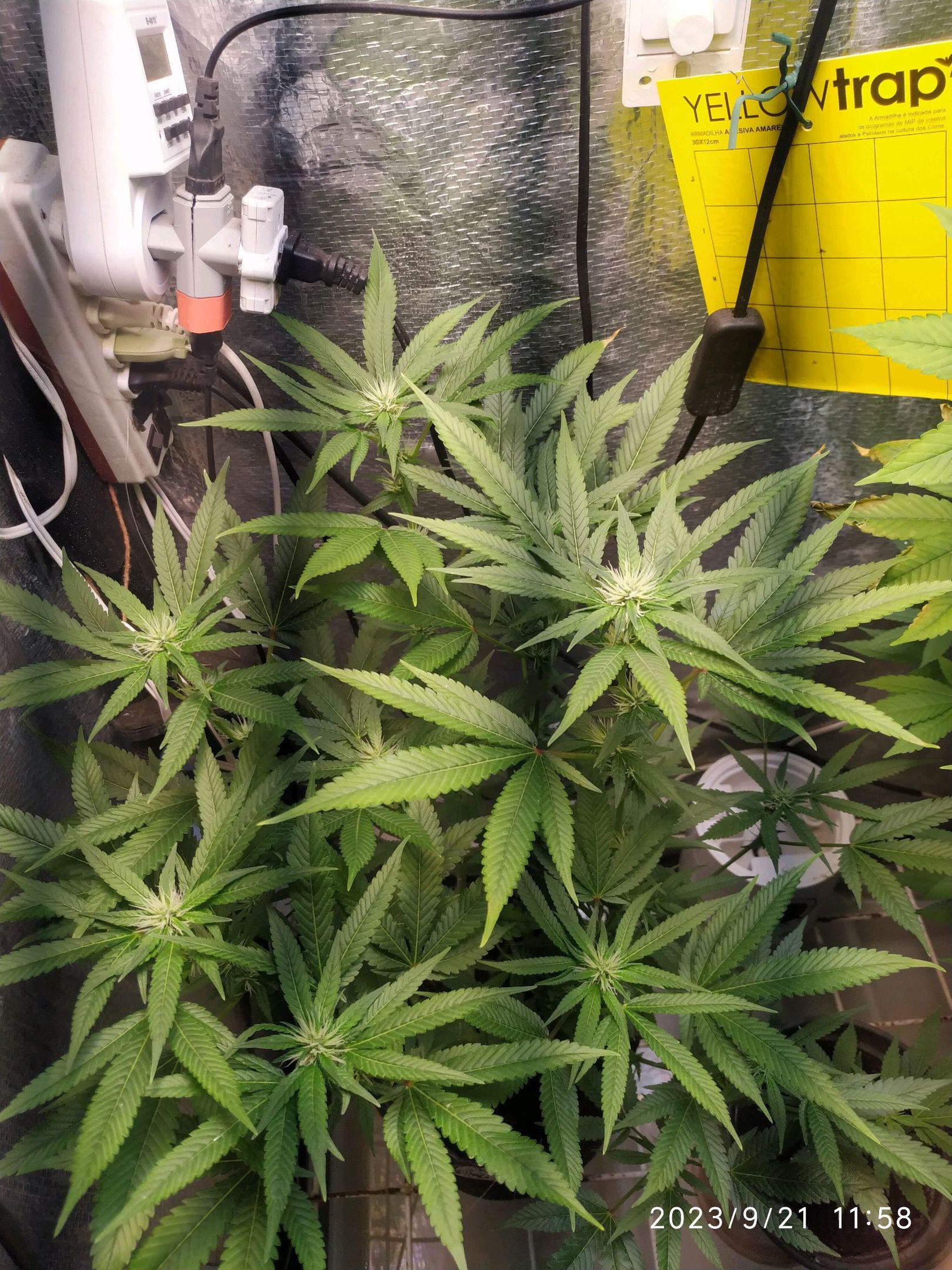 Jaqueline growlog photo 198