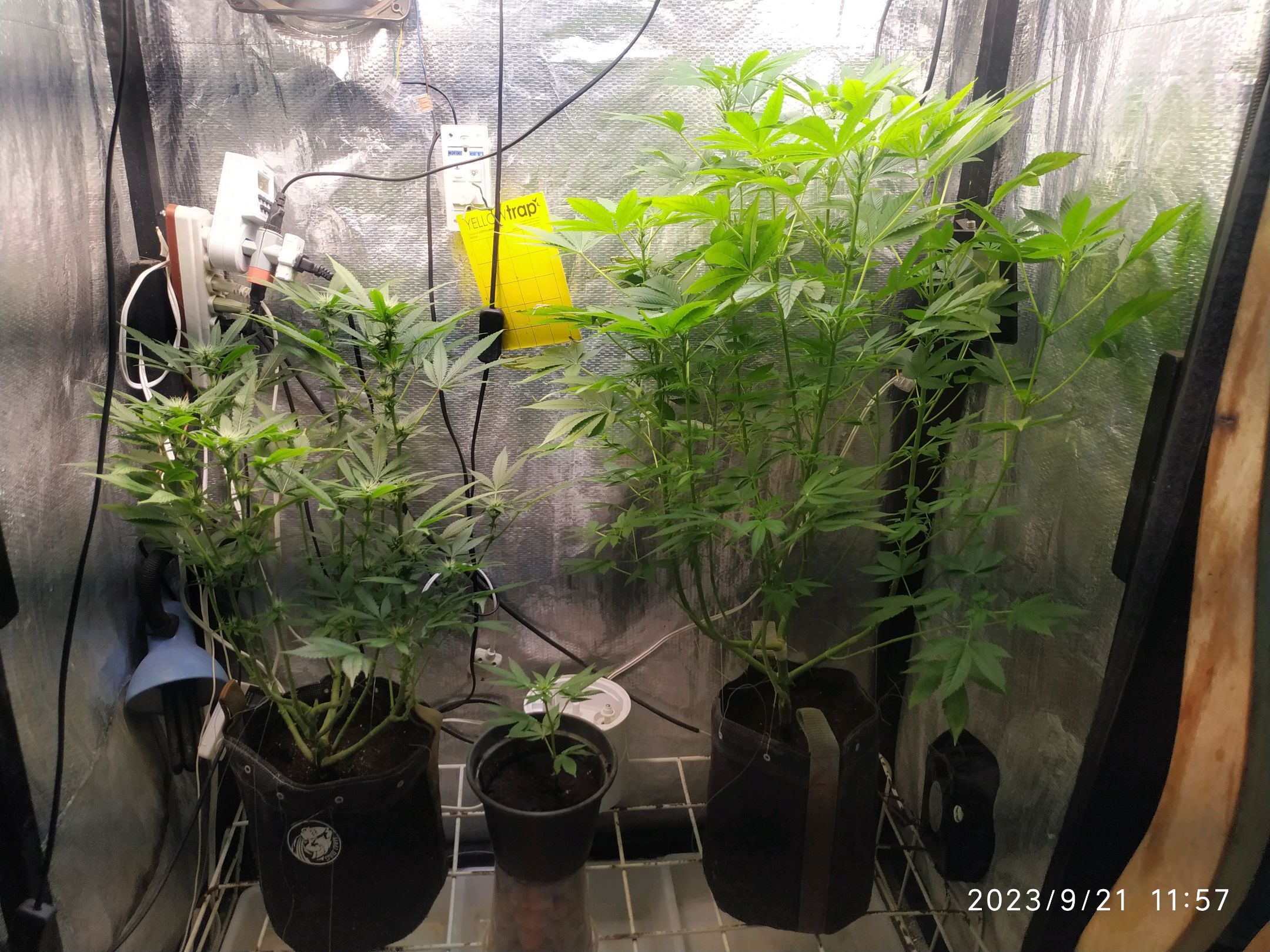 Jaqueline growlog photo 193