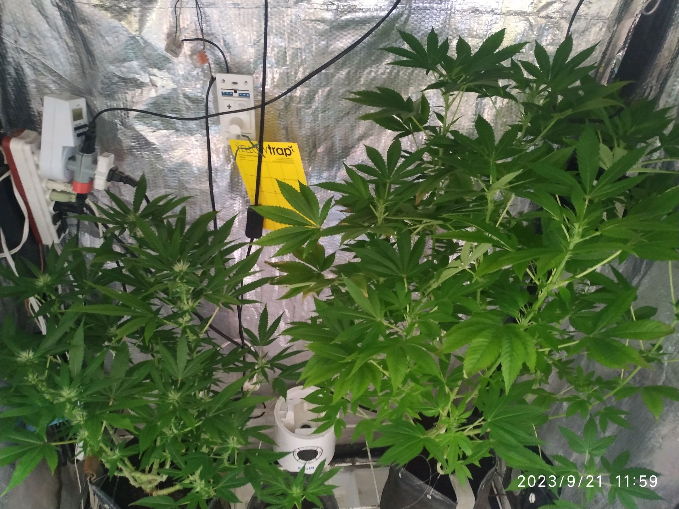 Jaqueline growlog photo 194