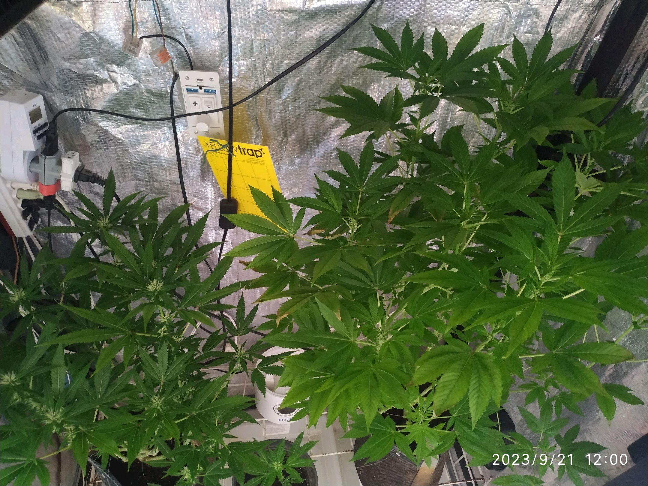 Jaqueline growlog photo 196