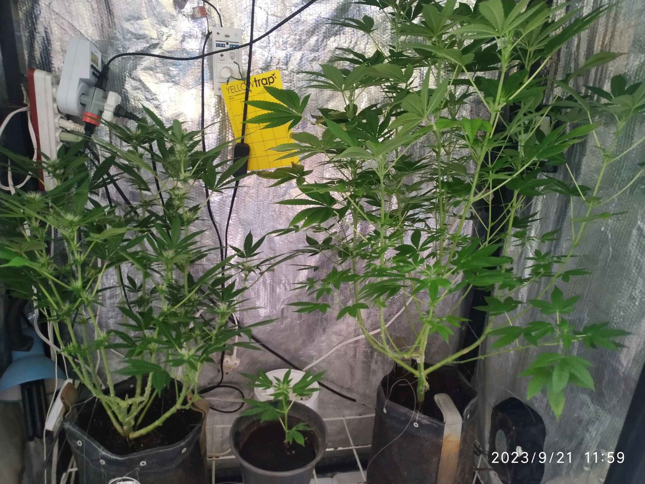 Jaqueline growlog photo 197