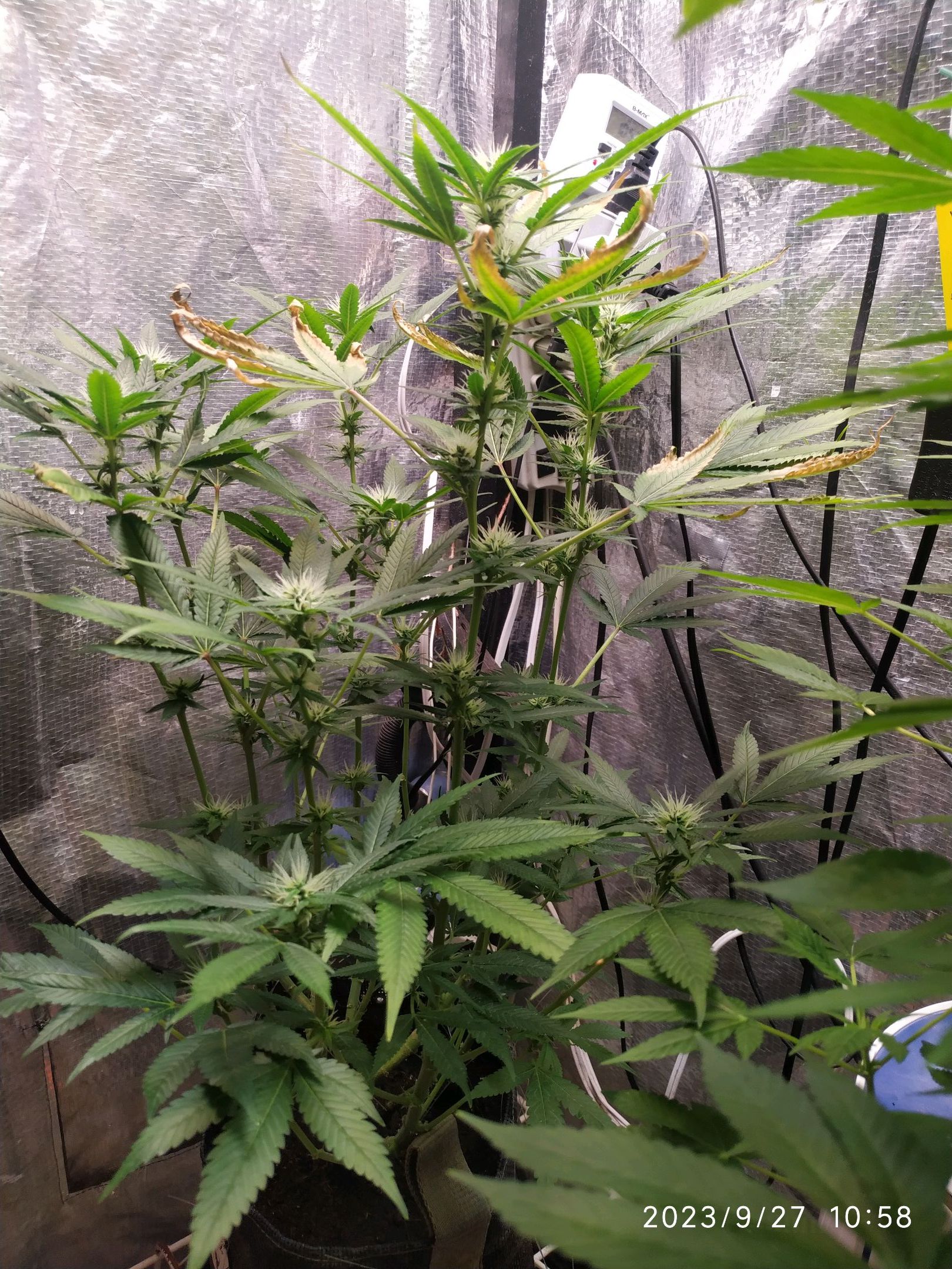 Jaqueline growlog photo 199