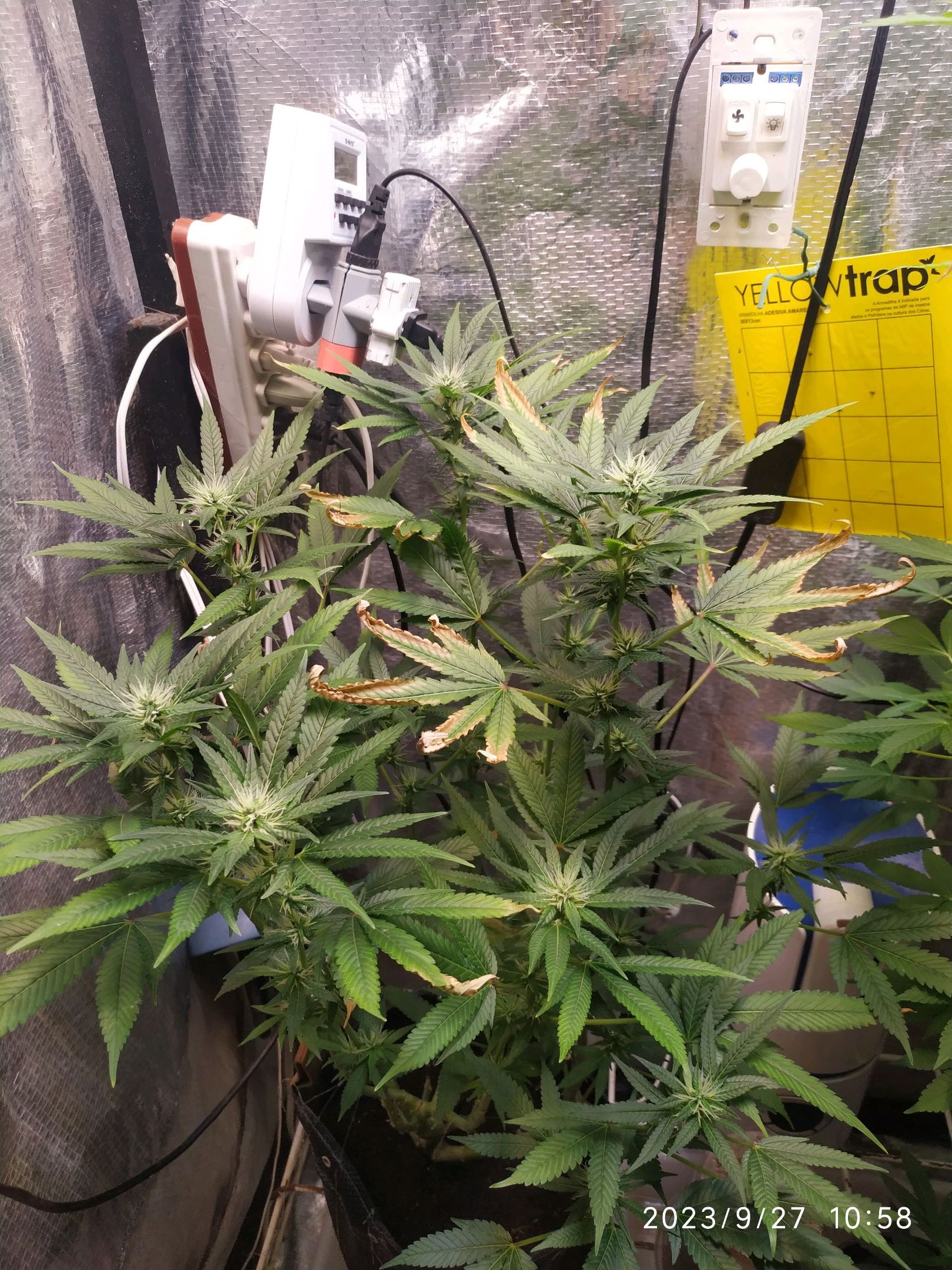 Jaqueline growlog photo 200