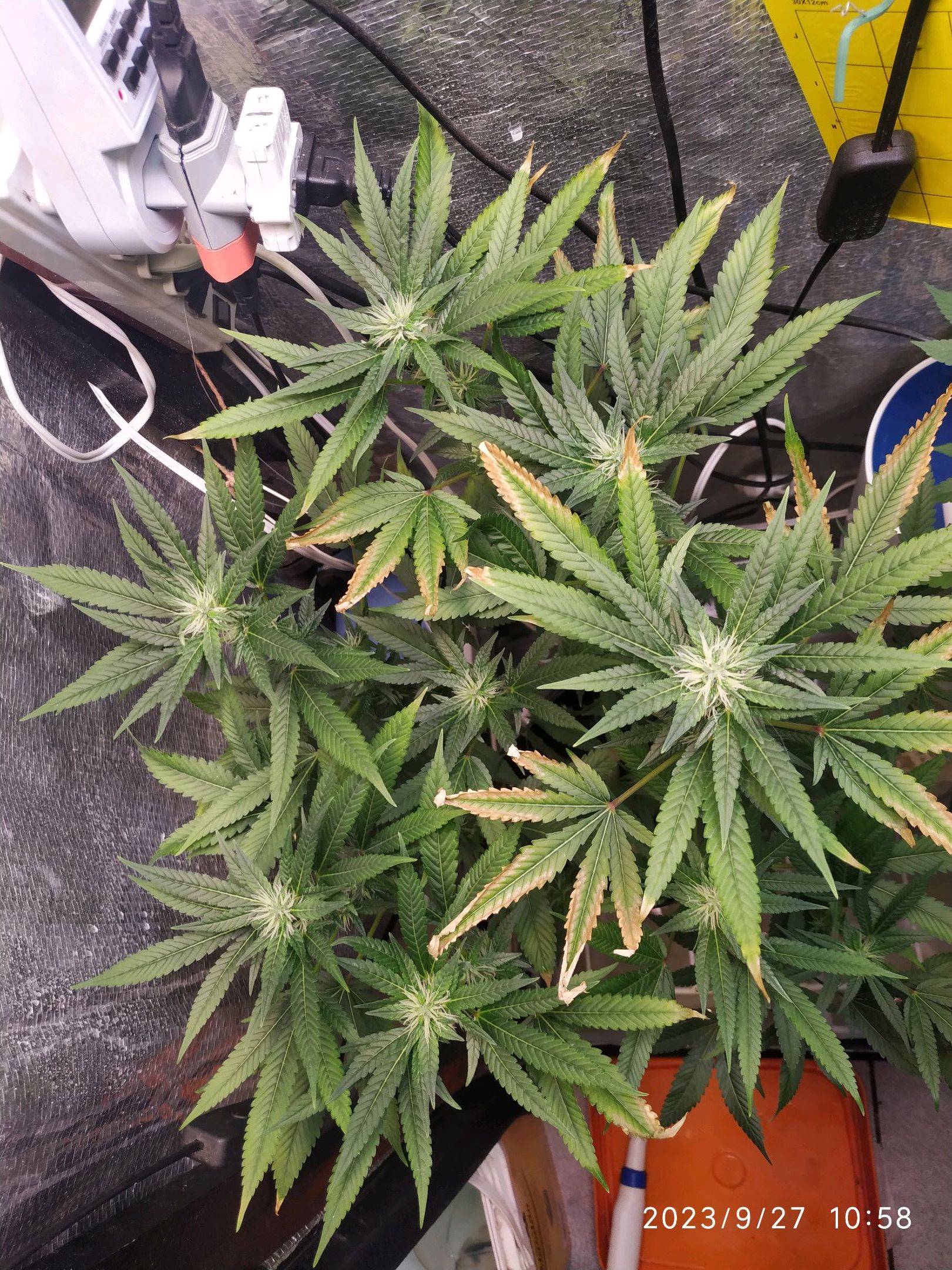 Jaqueline growlog photo 201