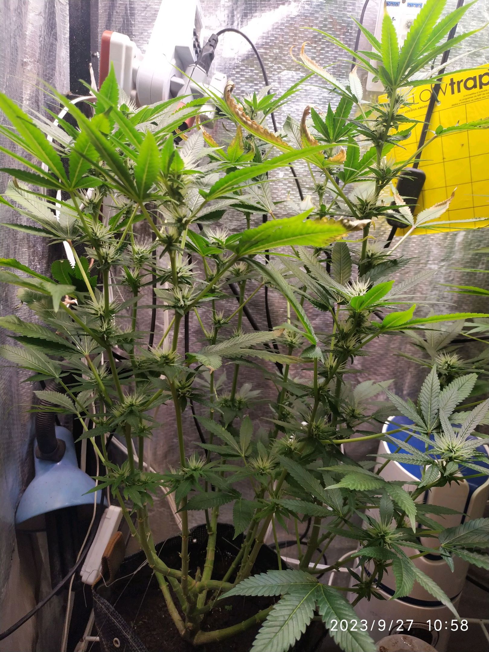 Jaqueline growlog photo 202