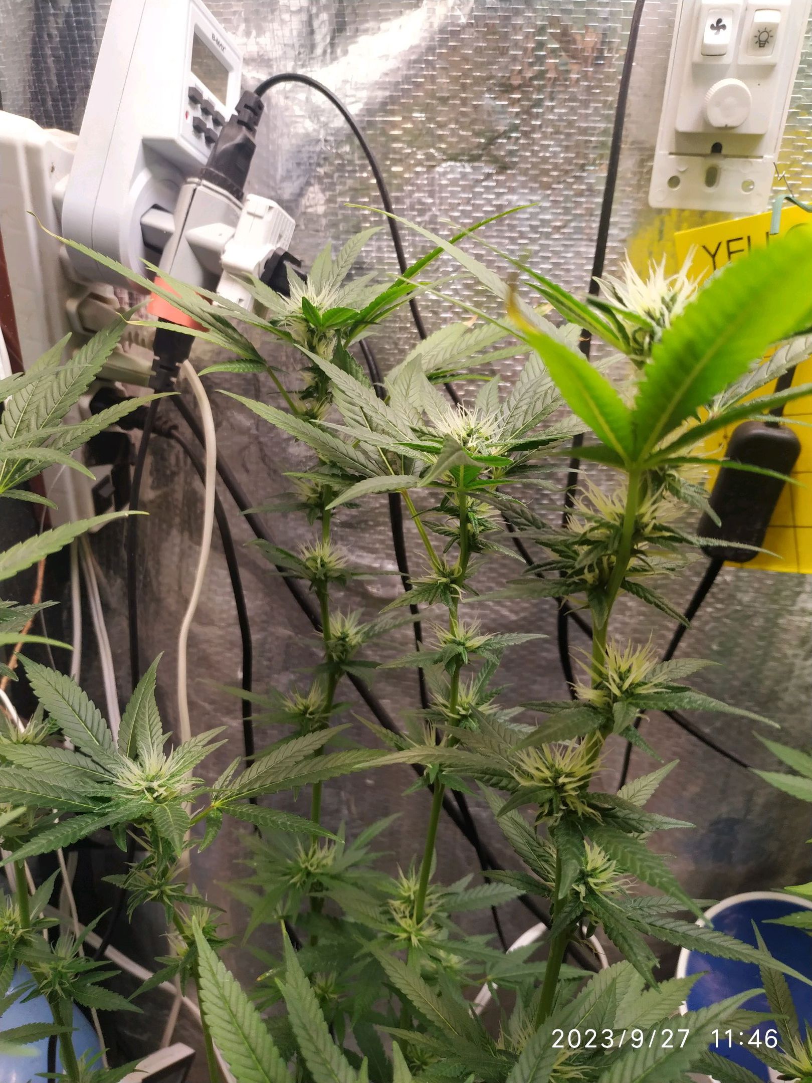 Jaqueline growlog photo 203