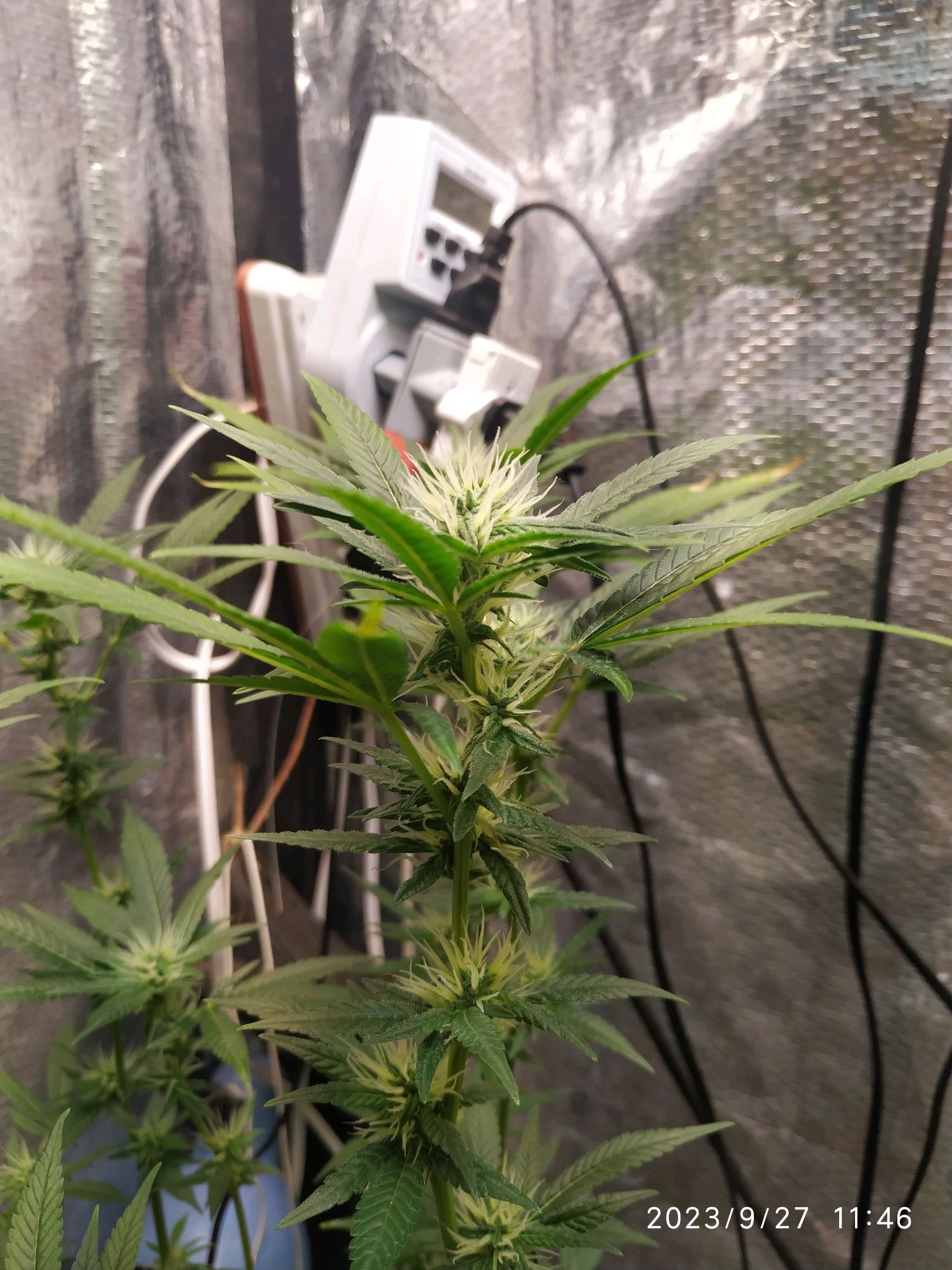 Jaqueline growlog photo 204
