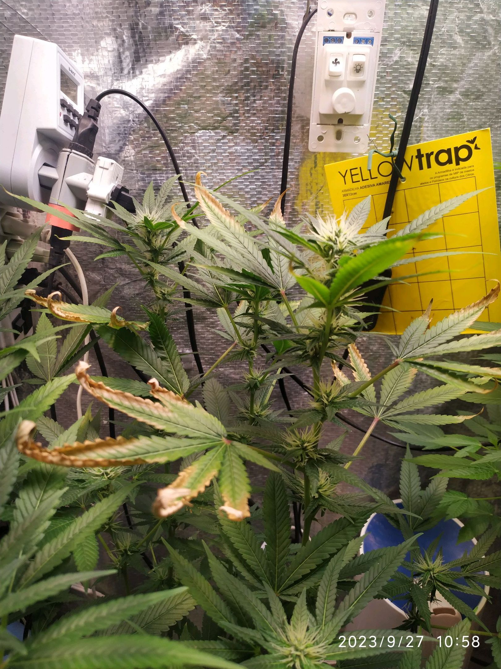 Jaqueline growlog photo 205