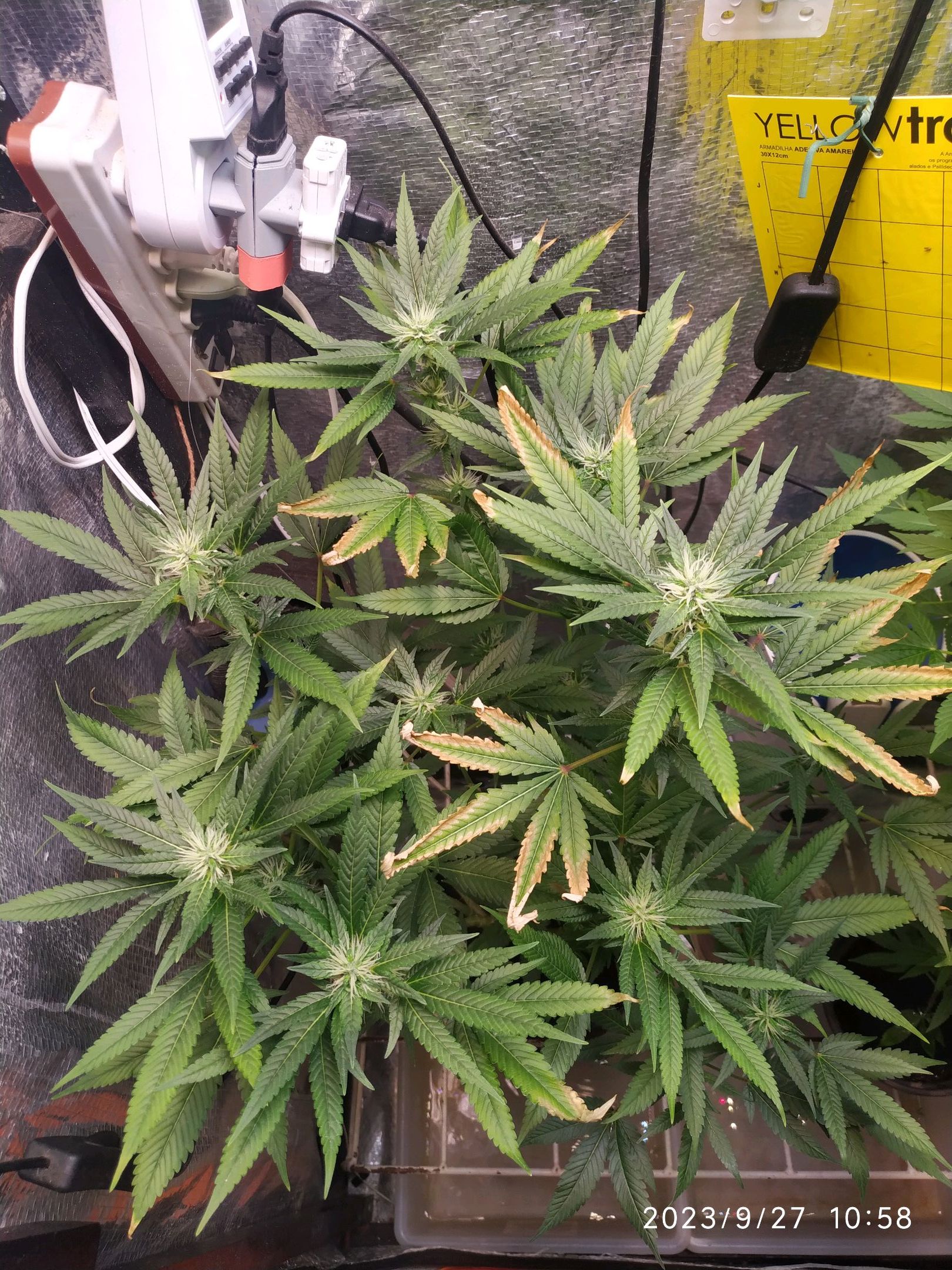 Jaqueline growlog photo 206