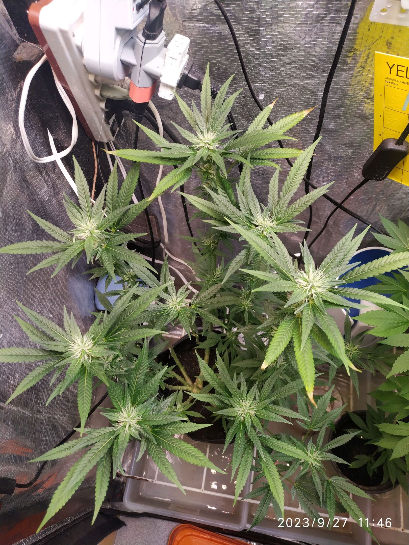 Jaqueline growlog photo 207
