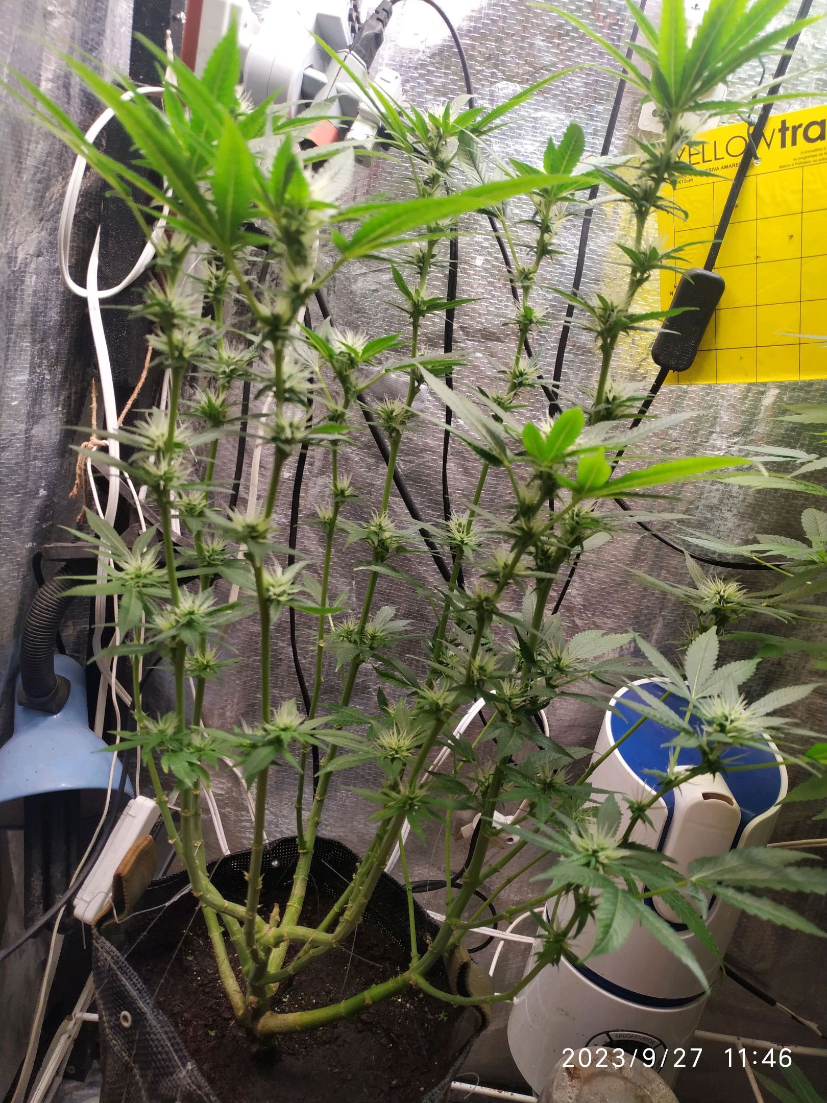 Jaqueline growlog photo 208