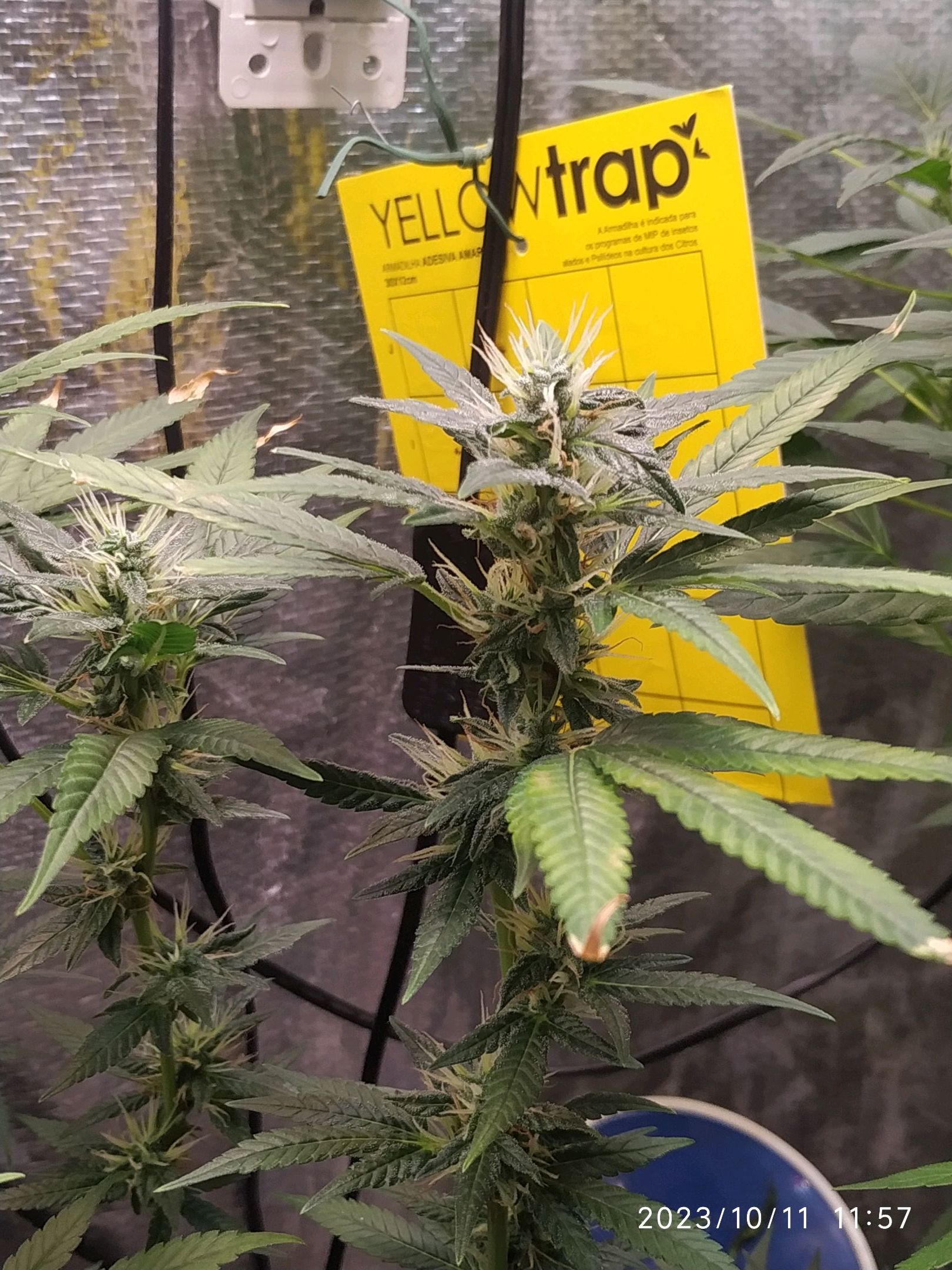 Jaqueline growlog photo 209