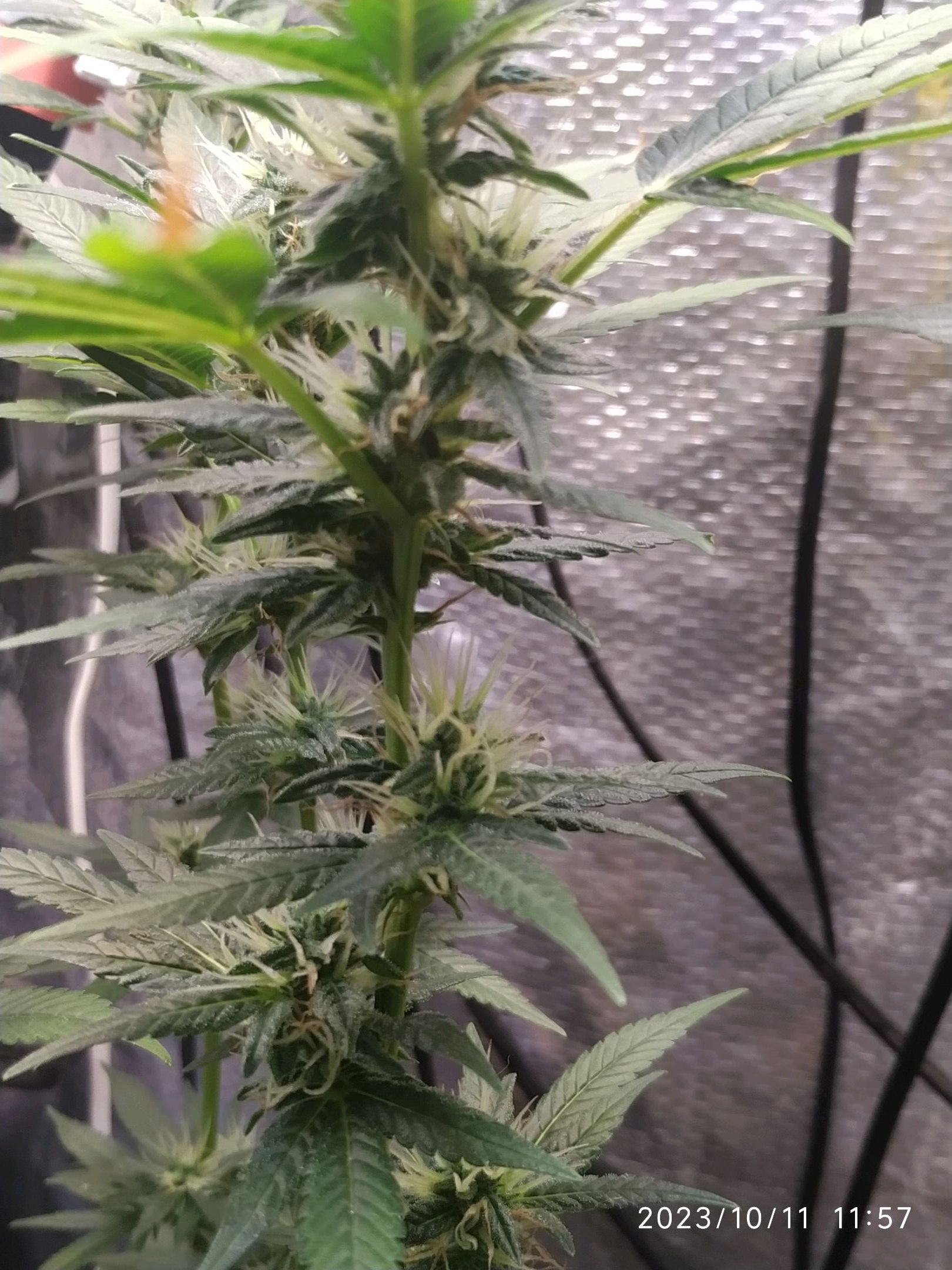 Jaqueline growlog photo 210