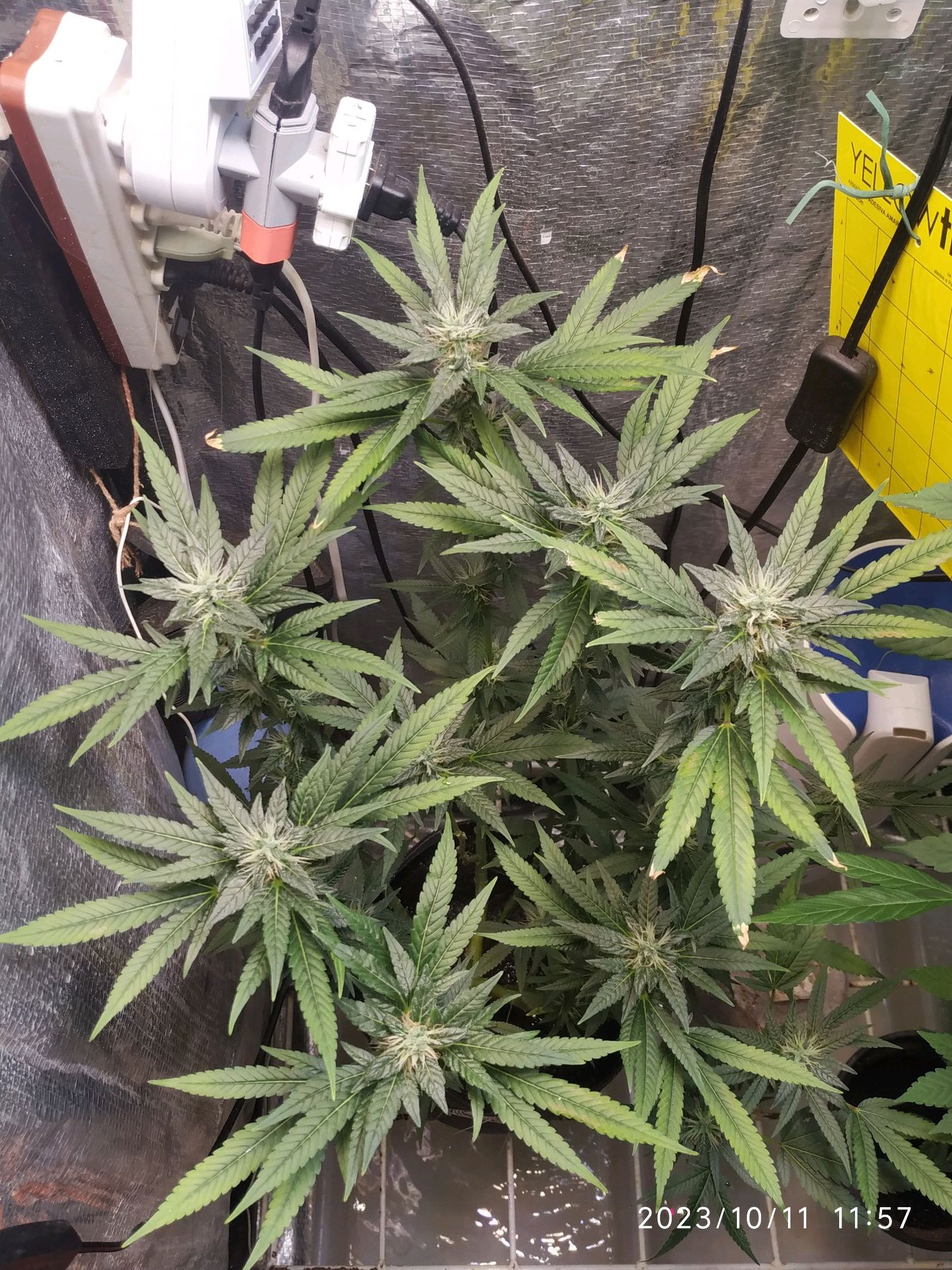 Jaqueline growlog photo 212