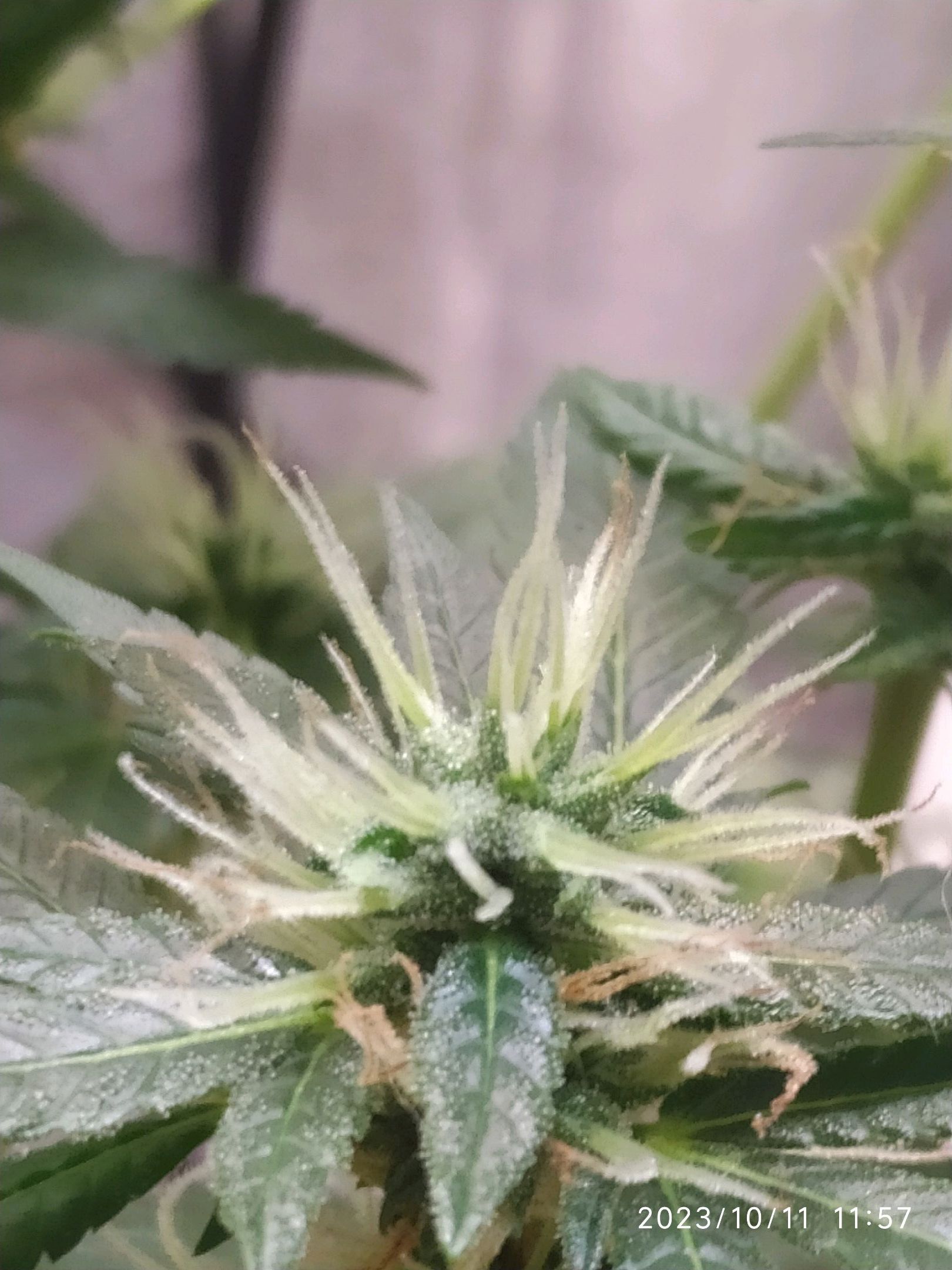 Jaqueline growlog photo 214