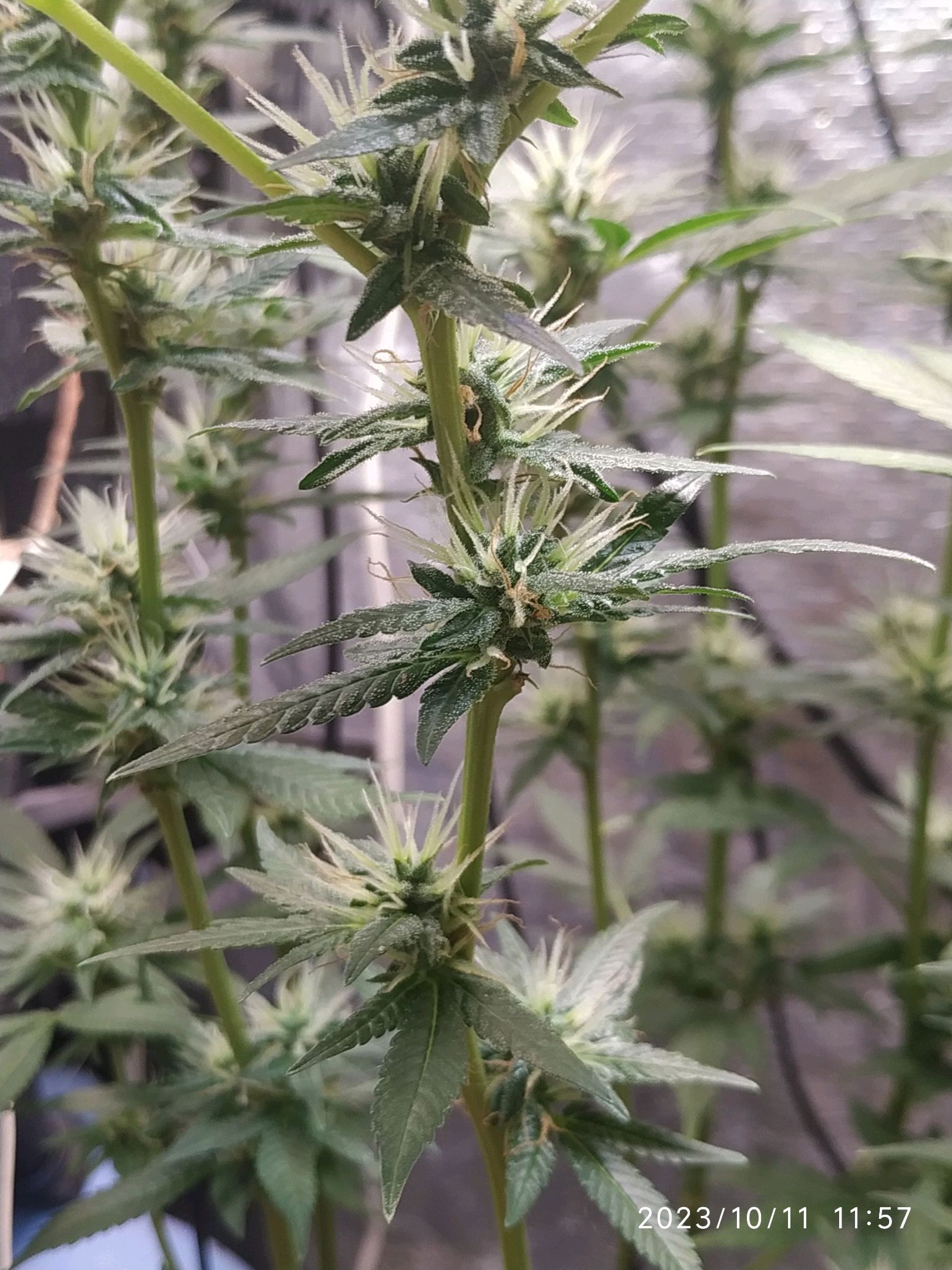 Jaqueline growlog photo 215