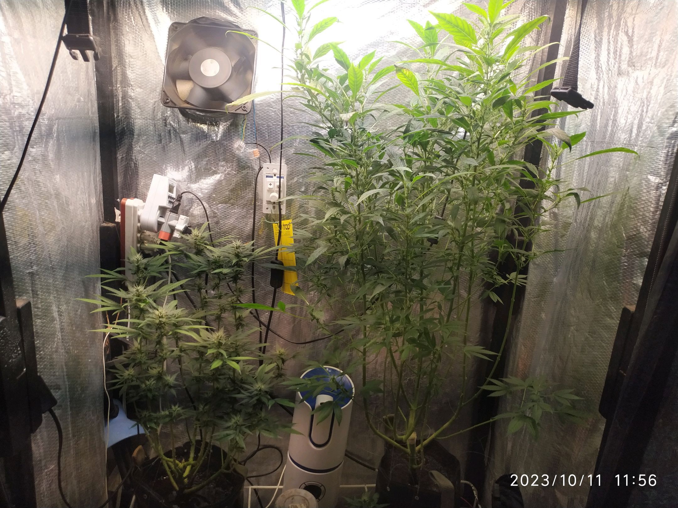 Jaqueline growlog photo 213