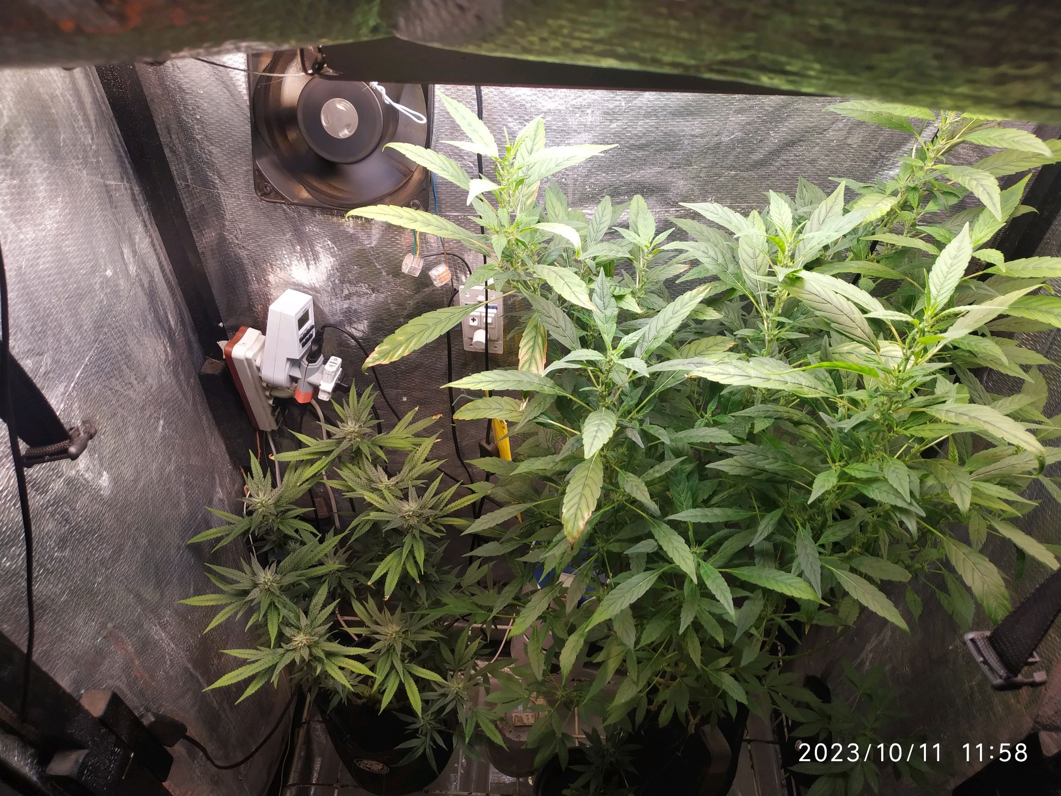 Jaqueline growlog photo 211