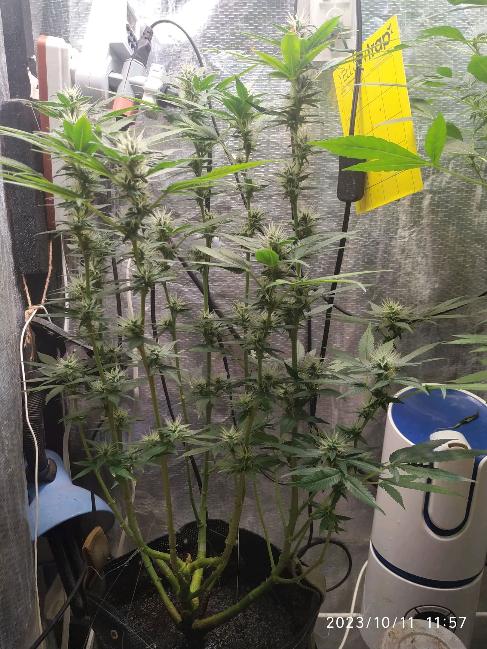 Jaqueline growlog photo 216